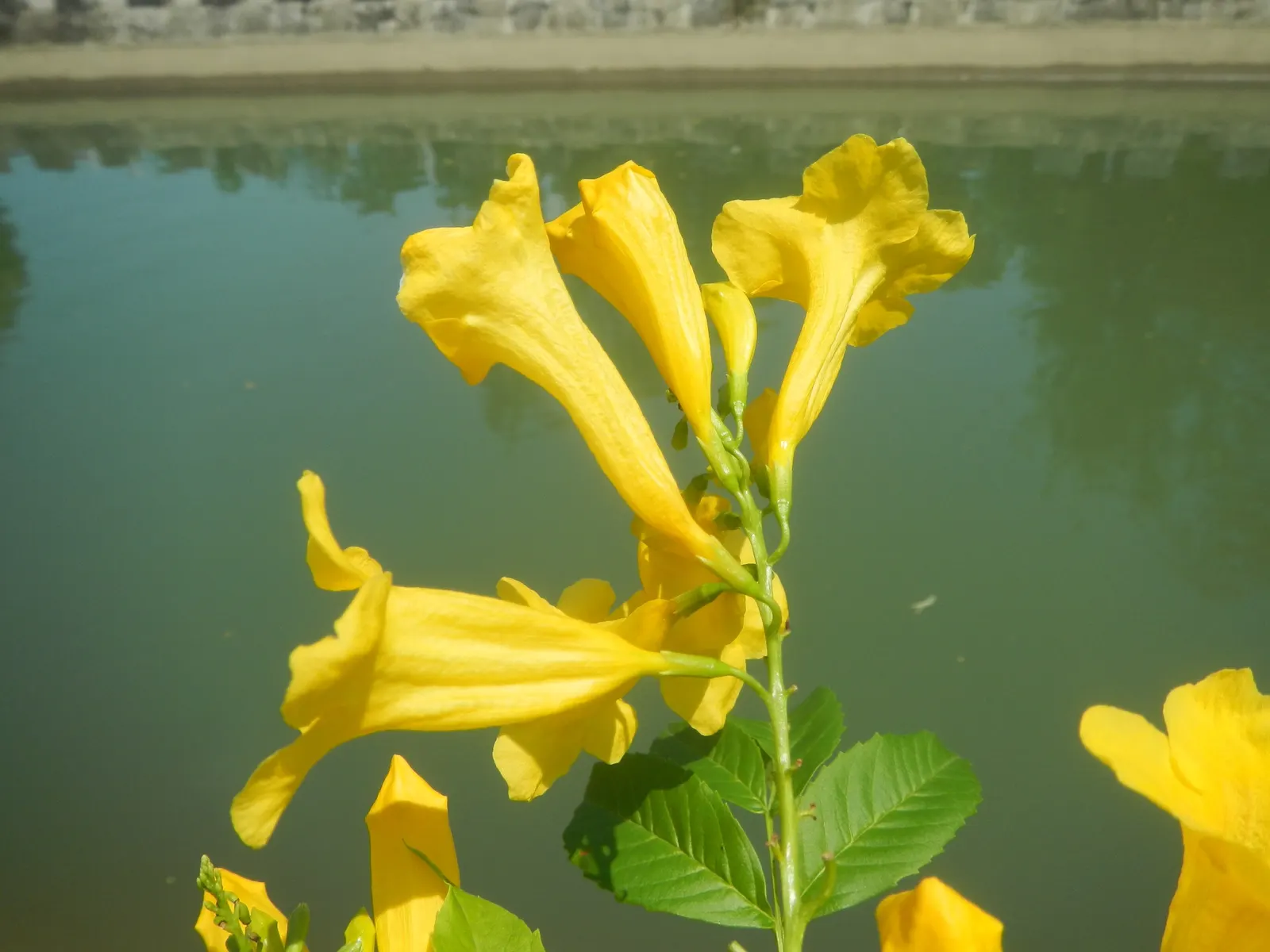 Golden Trumpet, Allamanda (Allamanda Cathartica) — Regular pruning maintains shape, and caution is advised as sap may cause skin irritation