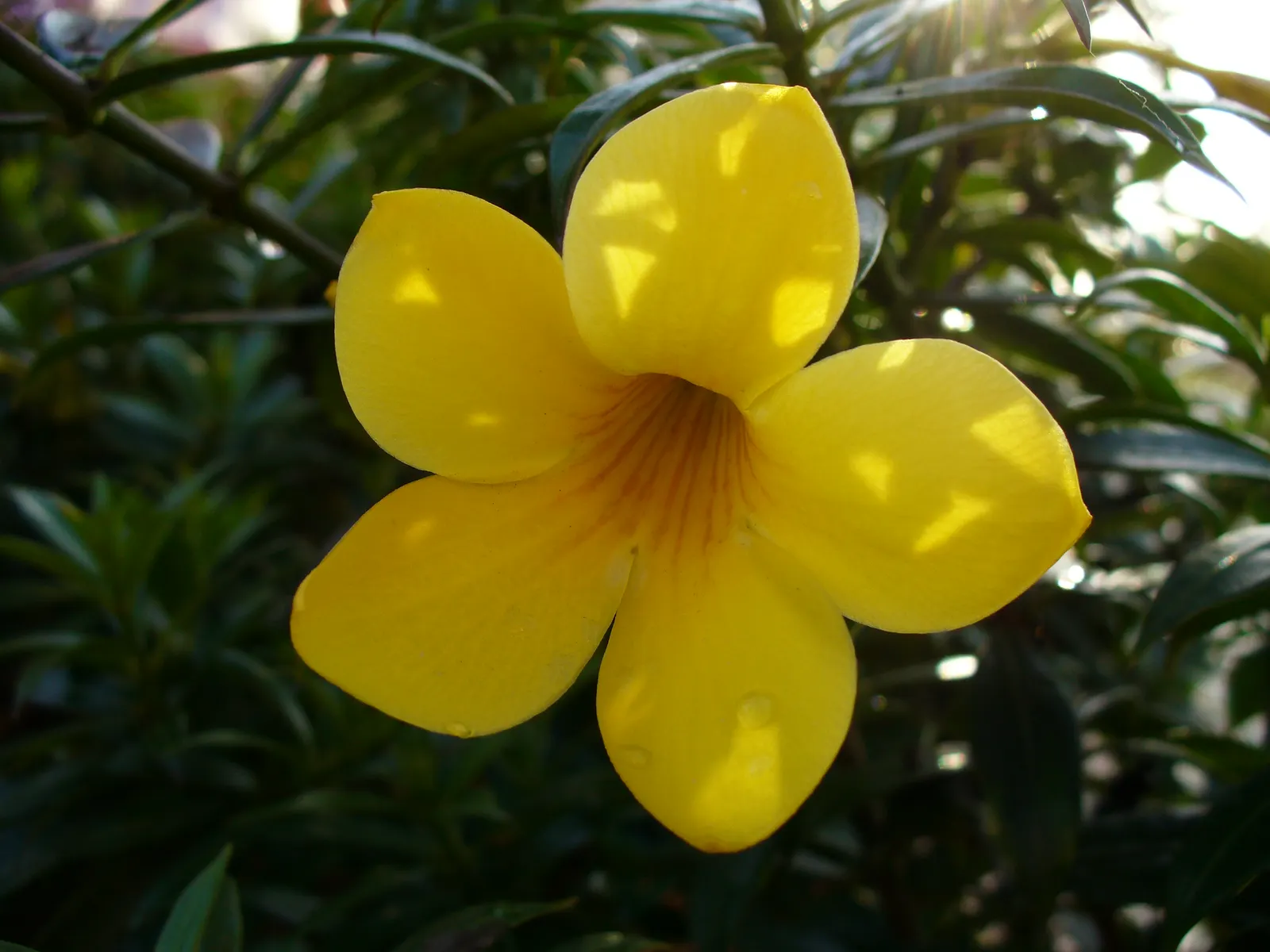 Golden Trumpet, Allamanda (Allamanda Cathartica) — tropical plant that offers a stunning visual display for any landscape design; golden-yellow, image 83