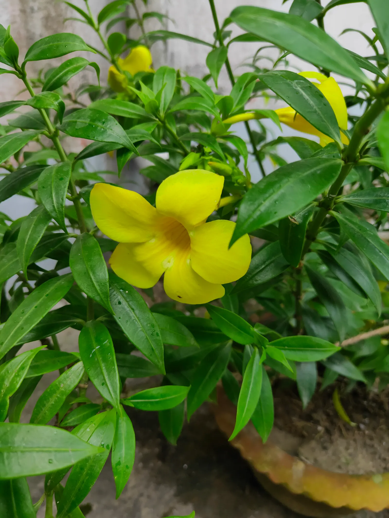 Golden Trumpet, Allamanda (Allamanda Cathartica) — tropical plant that offers a stunning visual display for any landscape design; golden-yellow, image 158