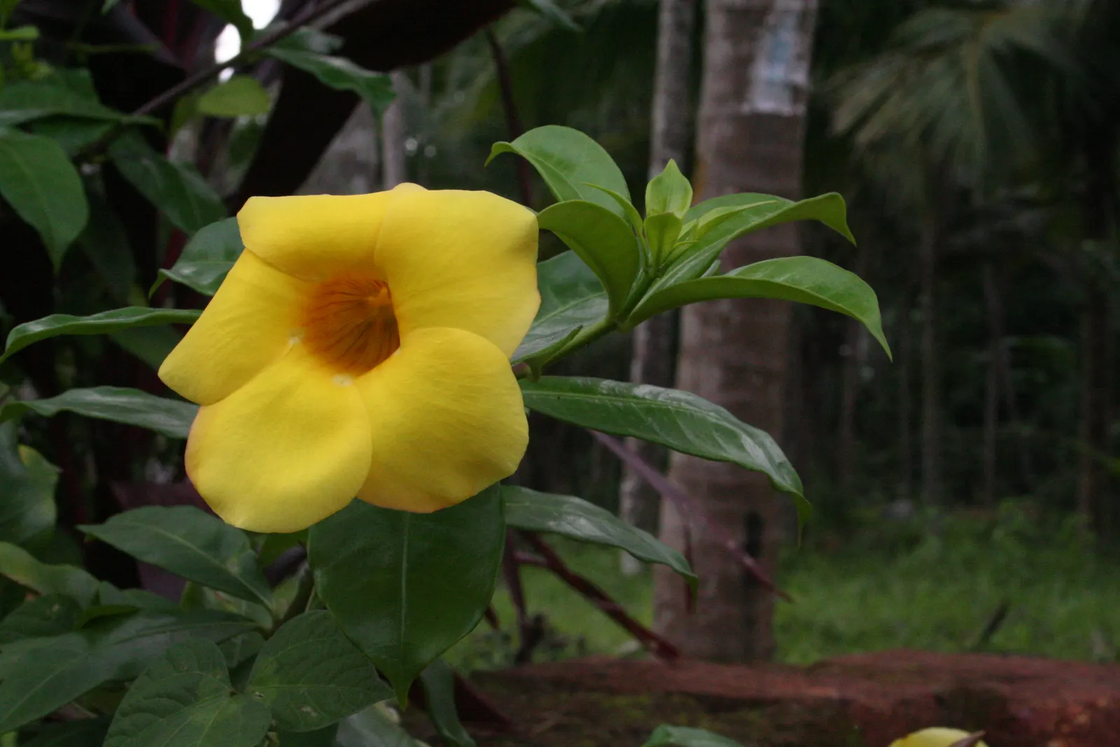 Golden Trumpet, Allamanda (Allamanda Cathartica) — golden-yellow flowers measuring up to 5 inches in diameter; but care must be taken to avoid, image 53