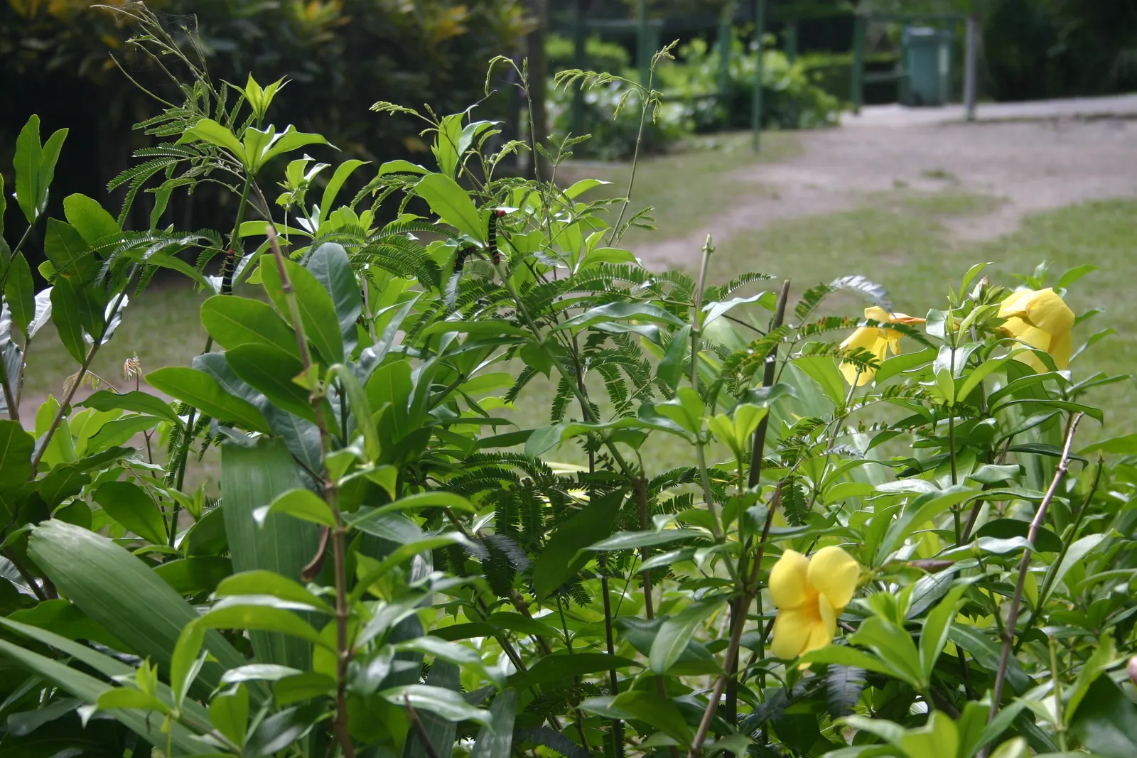 Golden Trumpet, Allamanda (Allamanda Cathartica) — the Golden Trumpet can reach heights between 4 to 6 feet, image 38