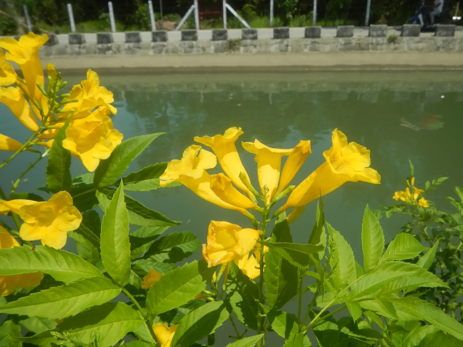 Golden Trumpet, Allamanda (Allamanda Cathartica) — Soil should be well-draining; this evergreen climber thrives in USDA zones 9 to 11 and is renowned for its