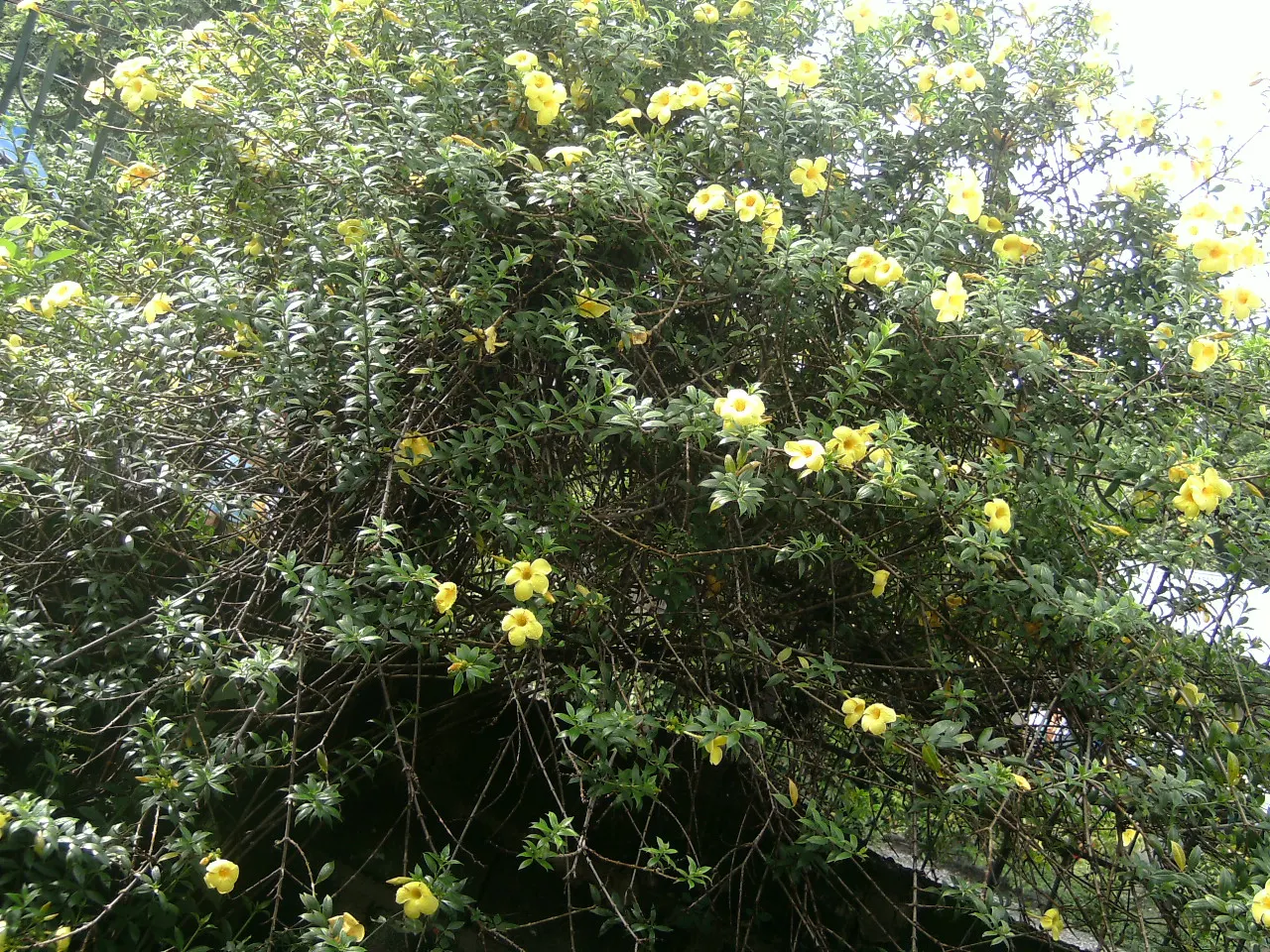 Golden Trumpet, Allamanda (Allamanda Cathartica) — Soil should be well-draining; this evergreen climber thrives in USDA zones 9 to 11 and is, image 66