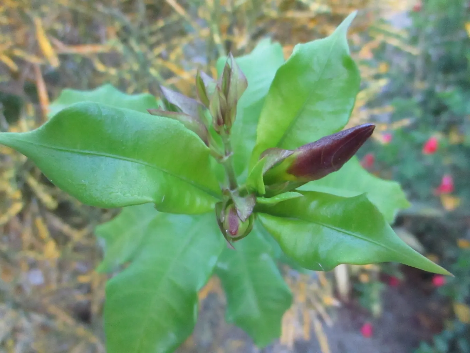Golden Trumpet, Allamanda (Allamanda Cathartica) — which can grow up to 6 inches long.<br><br>Given its vigorous growth habits; adds a lush, image 112