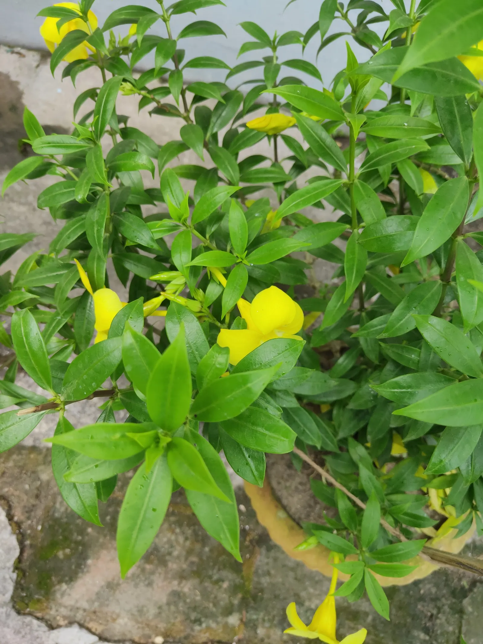 Golden Trumpet, Allamanda (Allamanda Cathartica) — and maintained at a mildly acidic to neutral pH level.<br><br>Frequent watering is necessary, image 142