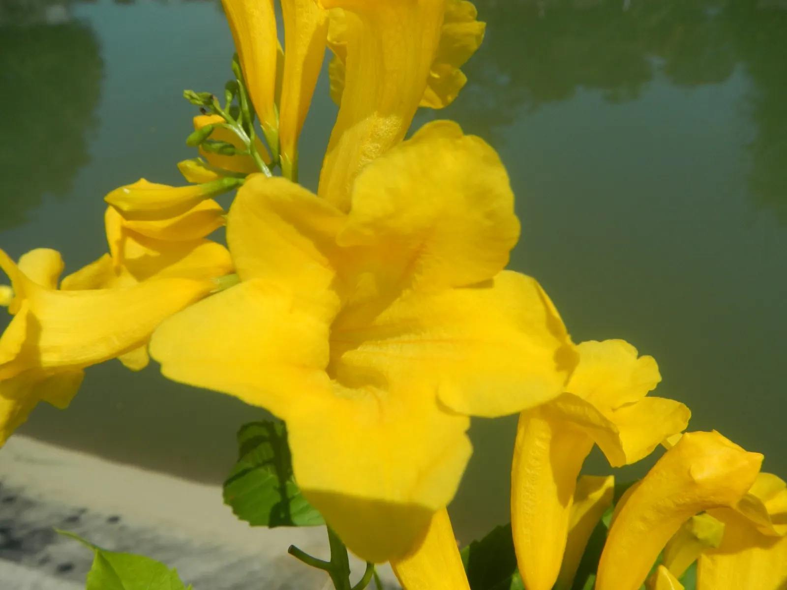 Golden Trumpet, Allamanda (Allamanda Cathartica) — Regular pruning maintains shape, and caution is advised as sap may cause skin irritation; commonly referred