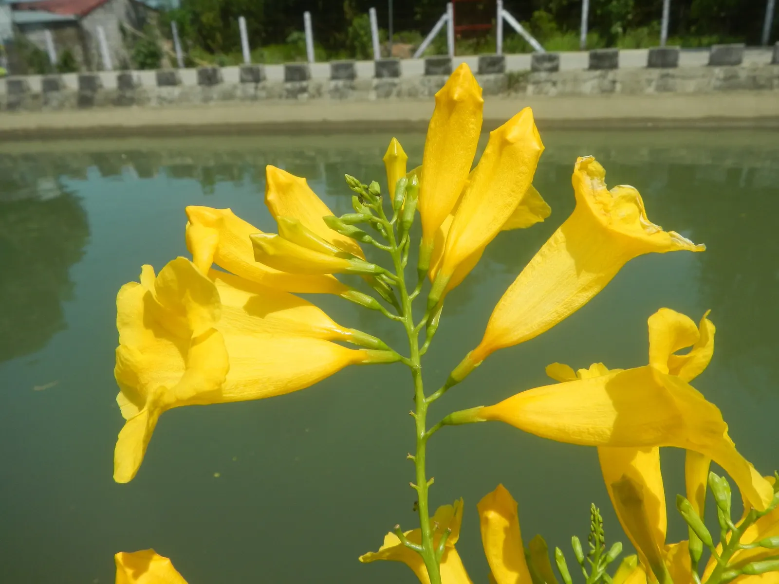 Golden Trumpet, Allamanda (Allamanda Cathartica) — and maintained at a mildly acidic to neutral pH level.<br><br>Frequent watering is necessary, image 117