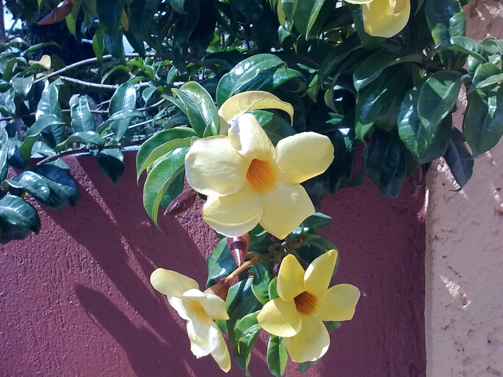Golden Trumpet, Allamanda (Allamanda Cathartica) — golden-yellow flowers measuring up to 5 inches in diameter; but care must be taken to avoid, image 153