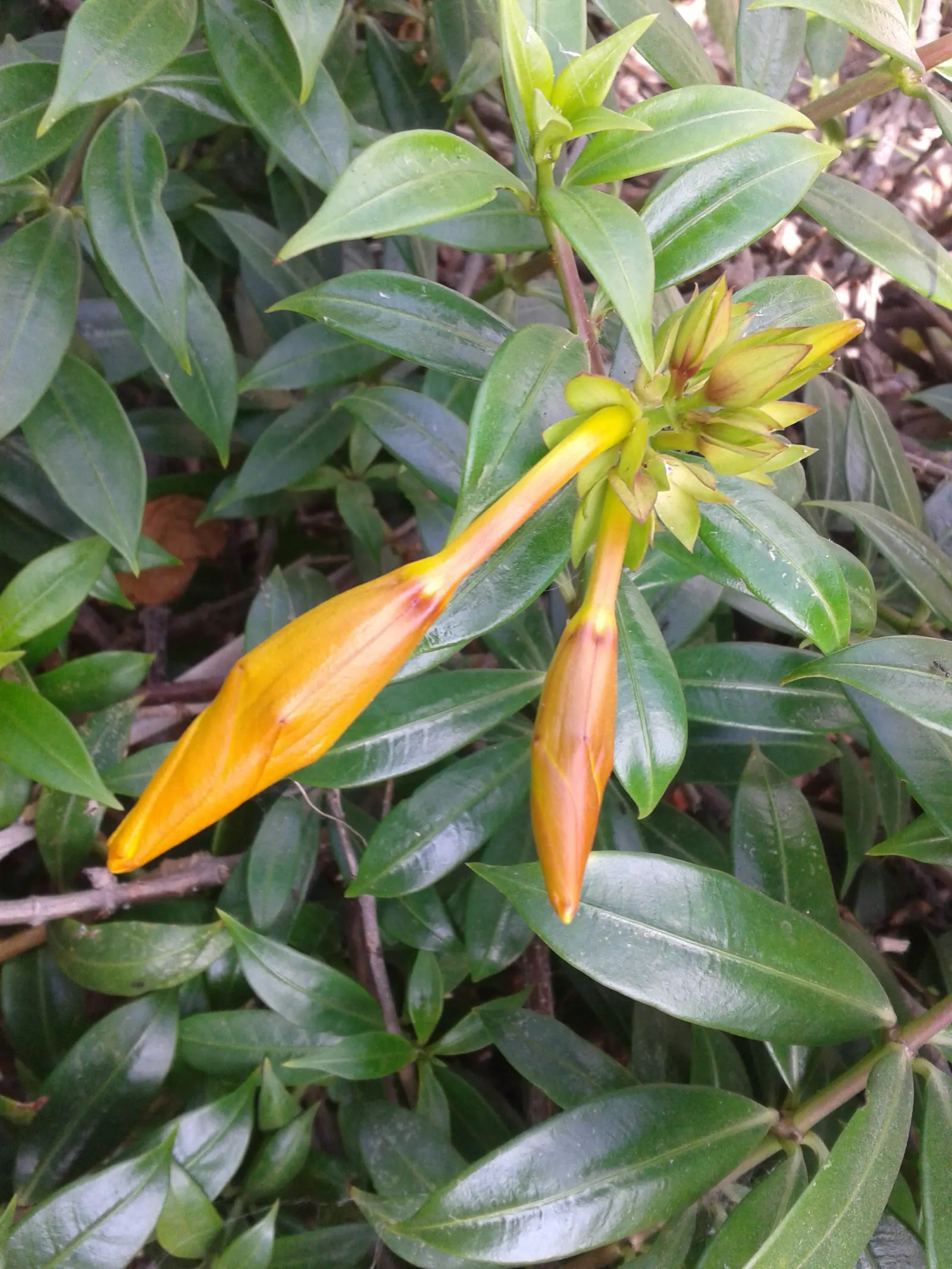 Golden Trumpet, Allamanda (Allamanda Cathartica) — this evergreen climber thrives in USDA zones 9 to 11 and is renowned for its proliferation of
