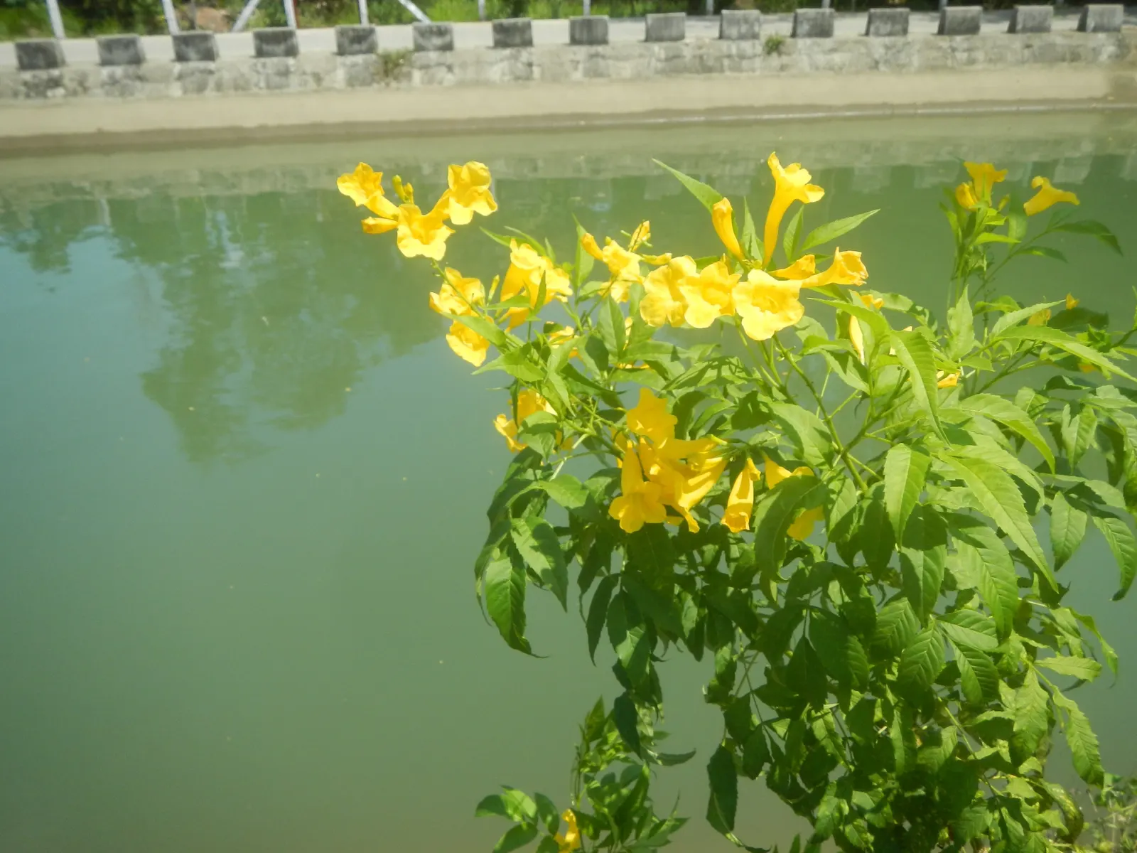Golden Trumpet, Allamanda (Allamanda Cathartica) — this evergreen climber thrives in USDA zones 9 to 11 and is renowned for its proliferation of, image 159