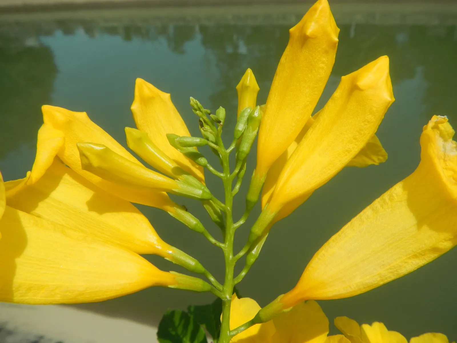 Golden Trumpet, Allamanda (Allamanda Cathartica) — the Golden Trumpet is ideal for covering trellises or fences; it is important to note that, image 146