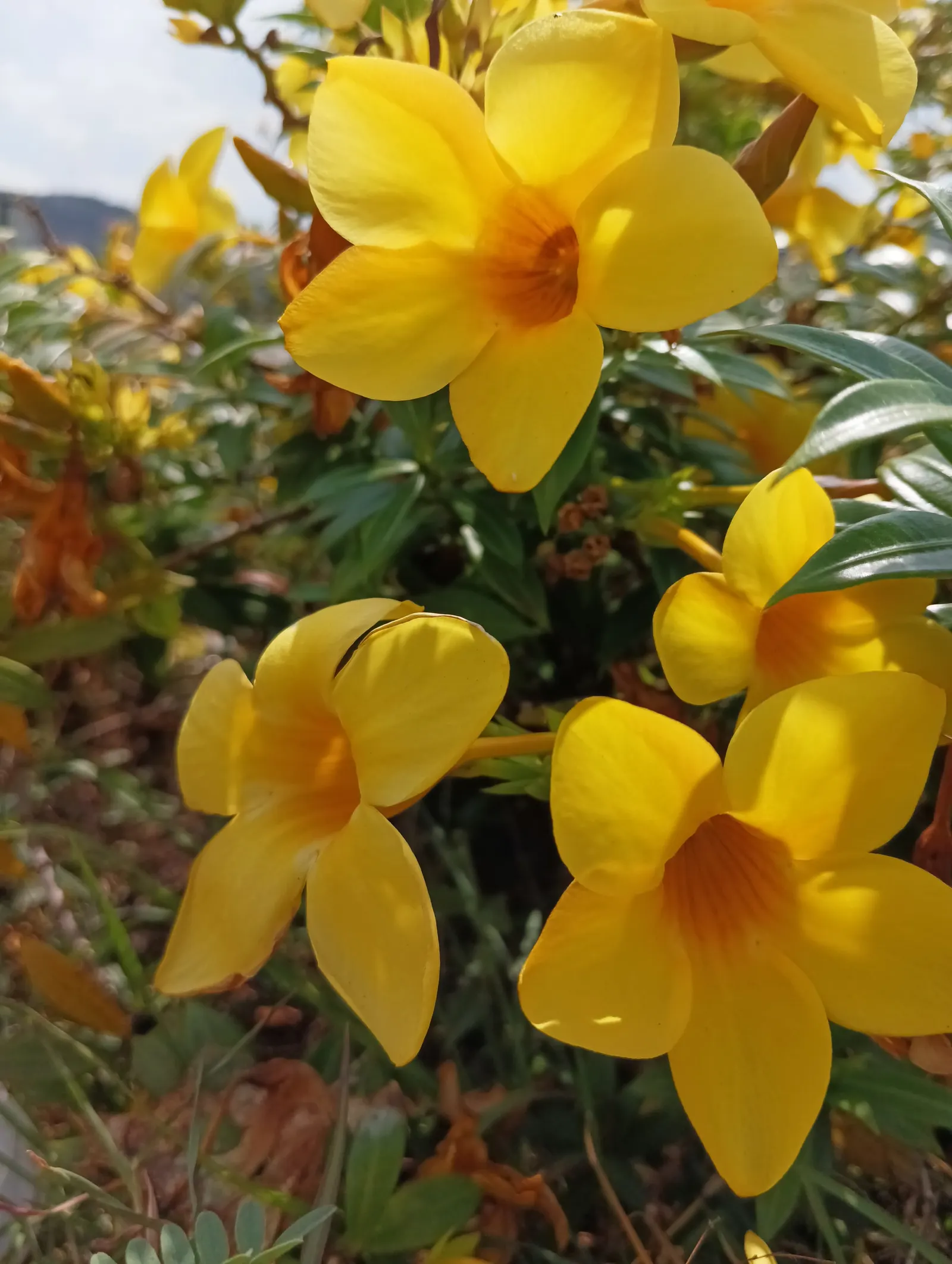 Golden Trumpet, Allamanda (Allamanda Cathartica) — with a spread of 3 to 4 feet if well-maintained