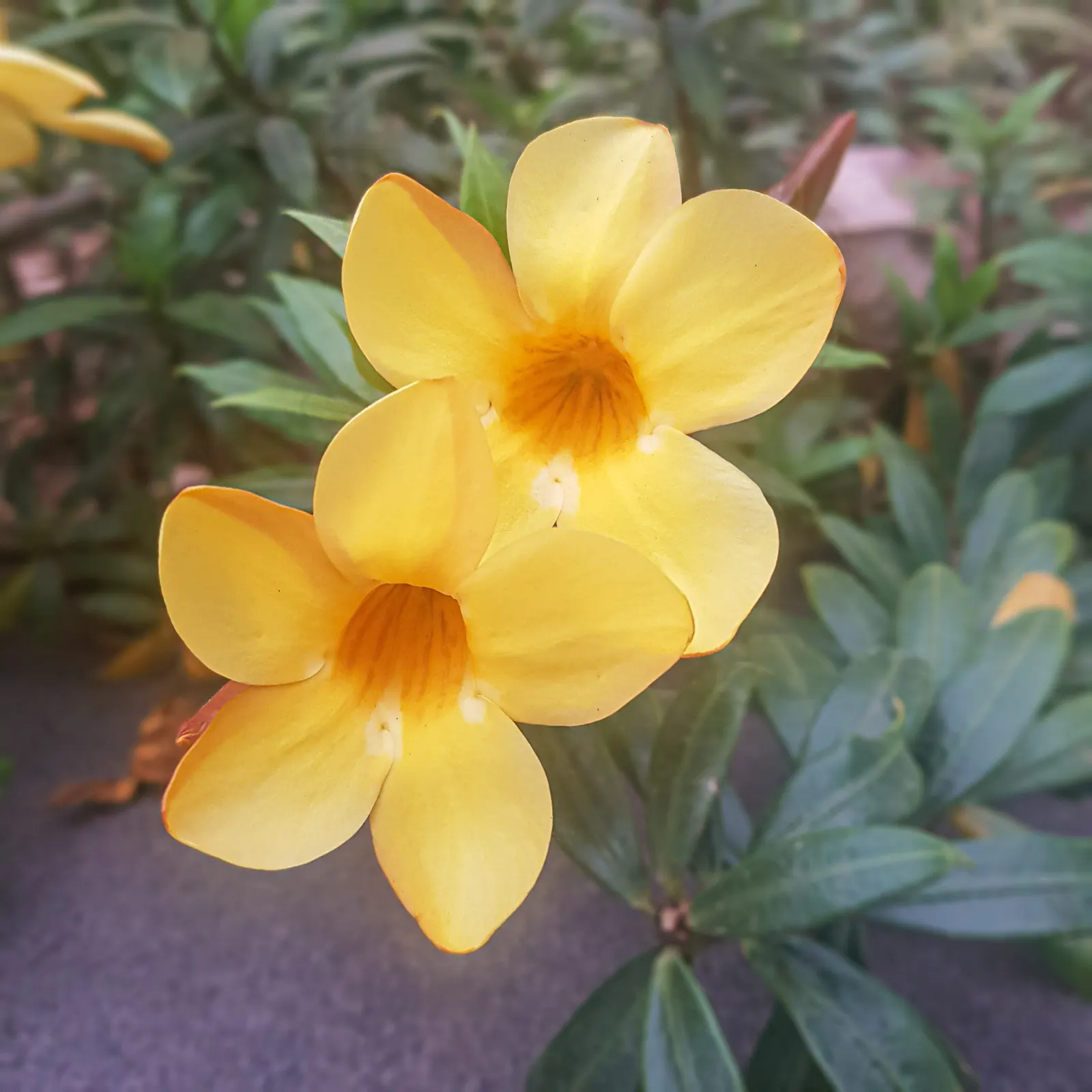 Golden Trumpet, Allamanda (Allamanda Cathartica) — Regular pruning - not only to shape but also to control its spread - is recommended; which can, image 70