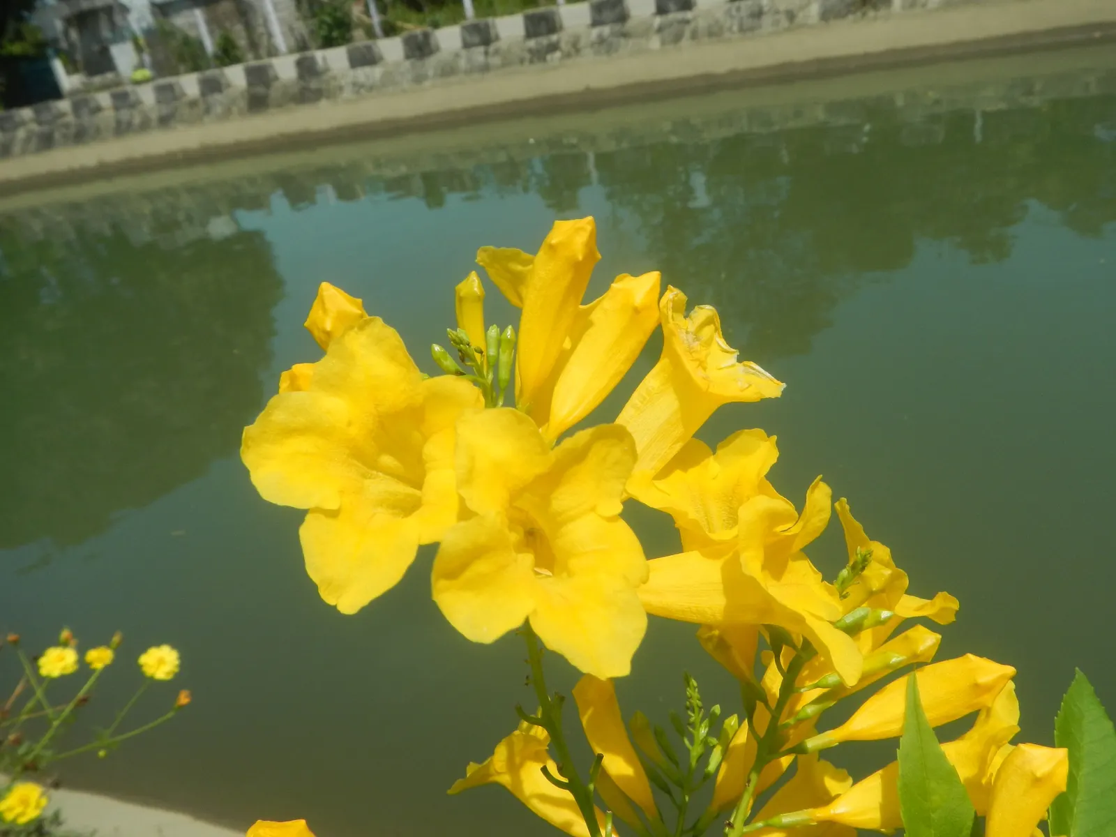 Golden Trumpet, Allamanda (Allamanda Cathartica) — shrub / vine with yellow blooms; it requires a minimum of 6 hours of sunlight daily, image 149