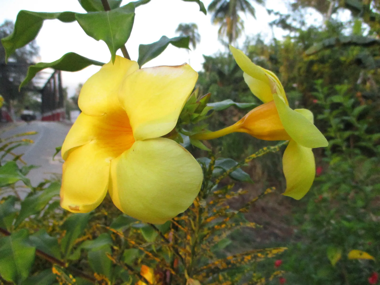 Golden Trumpet, Allamanda (Allamanda Cathartica) — golden-yellow flowers measuring up to 5 inches in diameter; but care must be taken to avoid, image 128