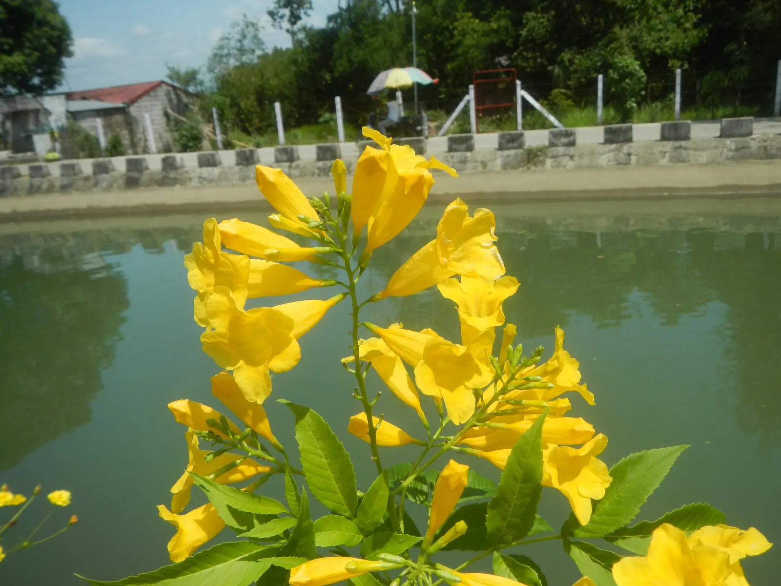 Golden Trumpet, Allamanda (Allamanda Cathartica) — It showcases glossy leaves and stunning trumpet-shaped; present a striking contrast against the, image 52