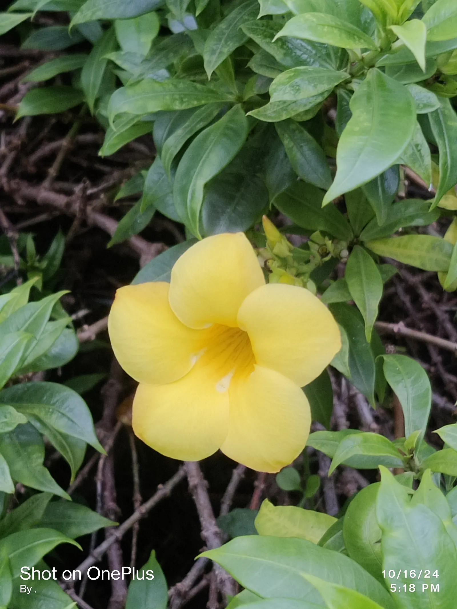 Golden Trumpet, Allamanda (Allamanda Cathartica) — It showcases glossy leaves and stunning trumpet-shaped; present a striking contrast against the plant's