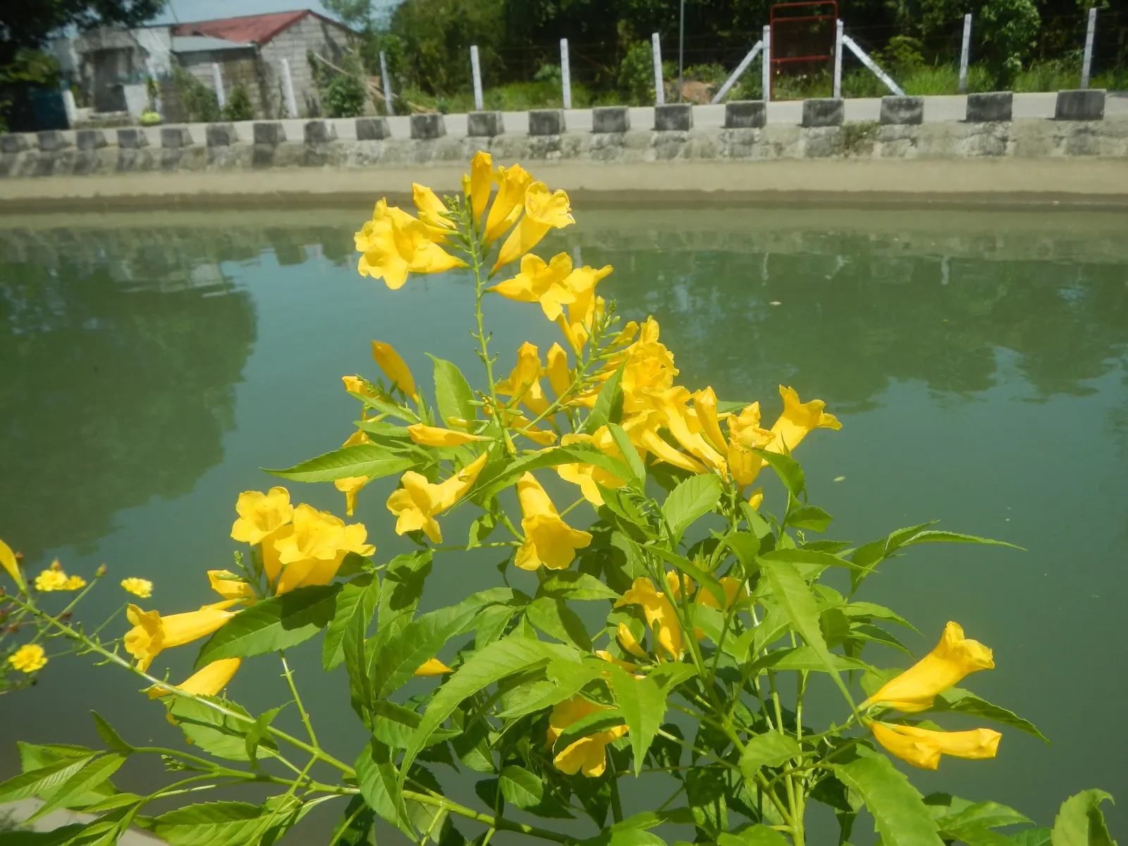 Golden Trumpet, Allamanda (Allamanda Cathartica) — shrub / vine with yellow blooms; it requires a minimum of 6 hours of sunlight daily, image 124