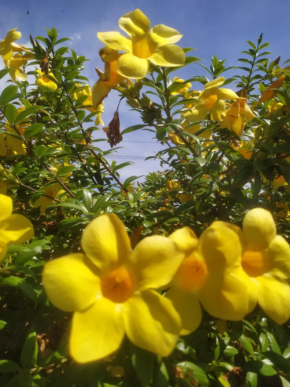 Golden Trumpet, Allamanda (Allamanda Cathartica) — Thriving in USDA zones 9-11, it prefers full sun and well-draining soil, reaching heights of, image 129
