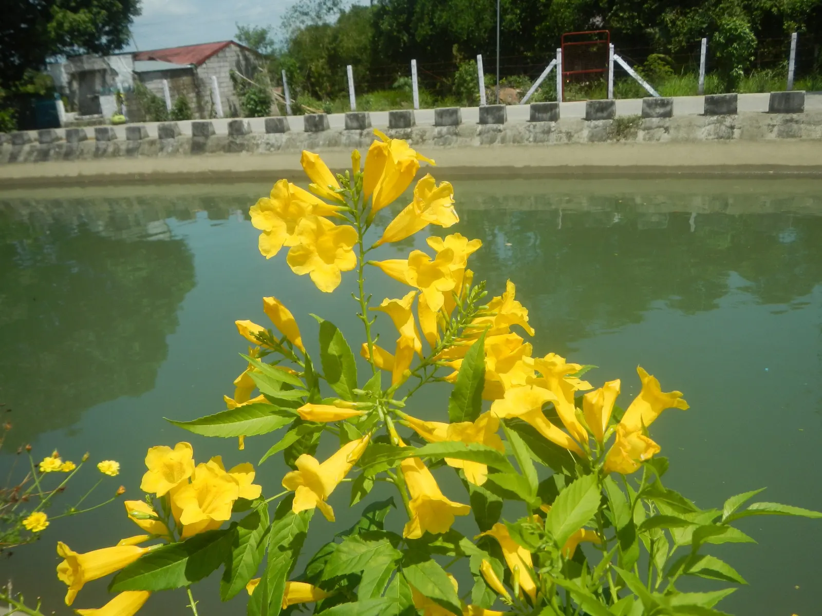Golden Trumpet, Allamanda (Allamanda Cathartica) — which can grow up to 6 inches long.<br><br>Given its vigorous growth habits