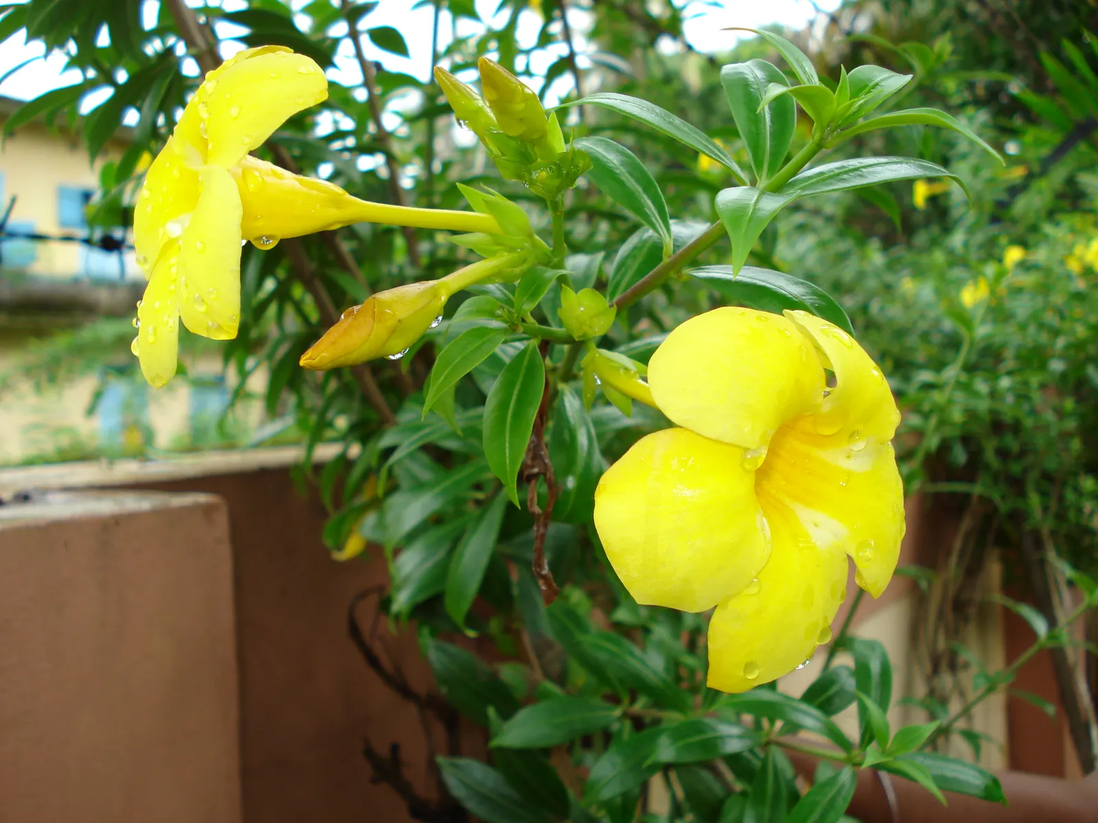 Golden Trumpet, Allamanda (Allamanda Cathartica) — golden-yellow flowers measuring up to 5 inches in diameter; but care must be taken to avoid waterlogged
