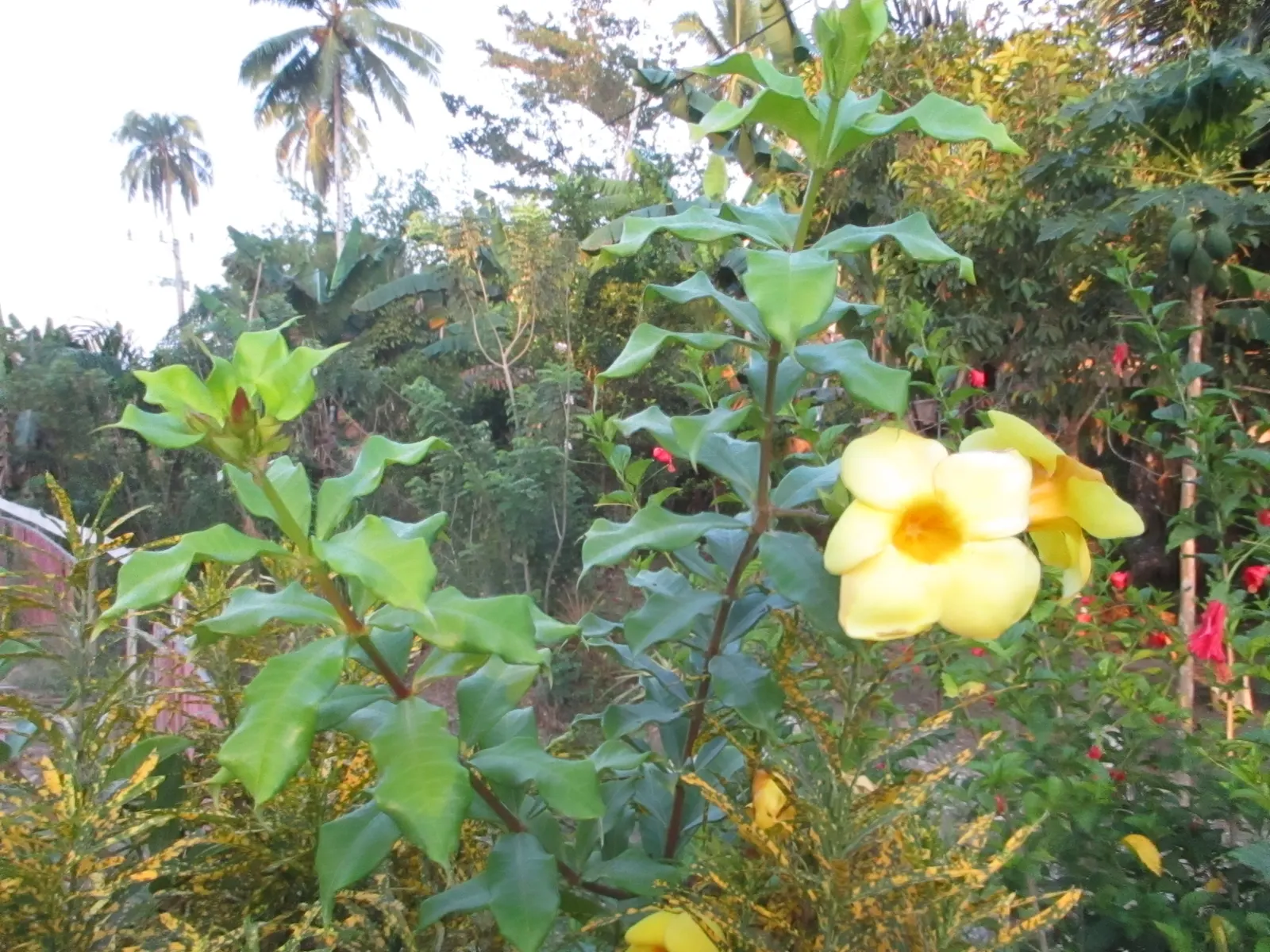 Golden Trumpet, Allamanda (Allamanda Cathartica) — with a spread of 3 to 4 feet if well-maintained; regular pruning - not only to shape but also to, image 114