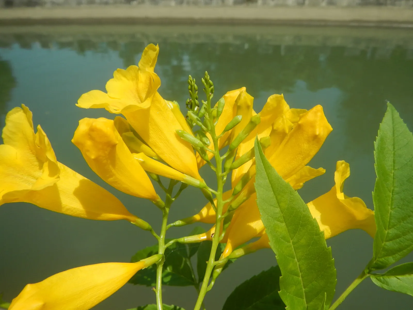 Golden Trumpet, Allamanda (Allamanda Cathartica) — allowing it to form a breathtaking natural tapestry of rich green and gold tones; the Allamanda, image 97