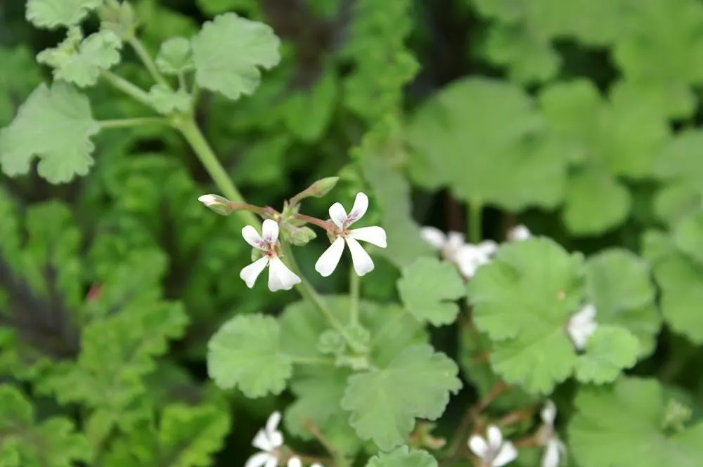 Nu&trade;eg Scented Geranium (Pelargonium Fragrans) — it reaches up to 18 inches tall and spreads 24 inches wide