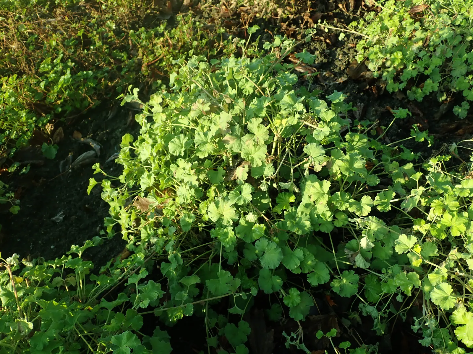 Nu&trade;eg Scented Geranium (Pelargonium Fragrans) — thriving in full sun to partial shade
