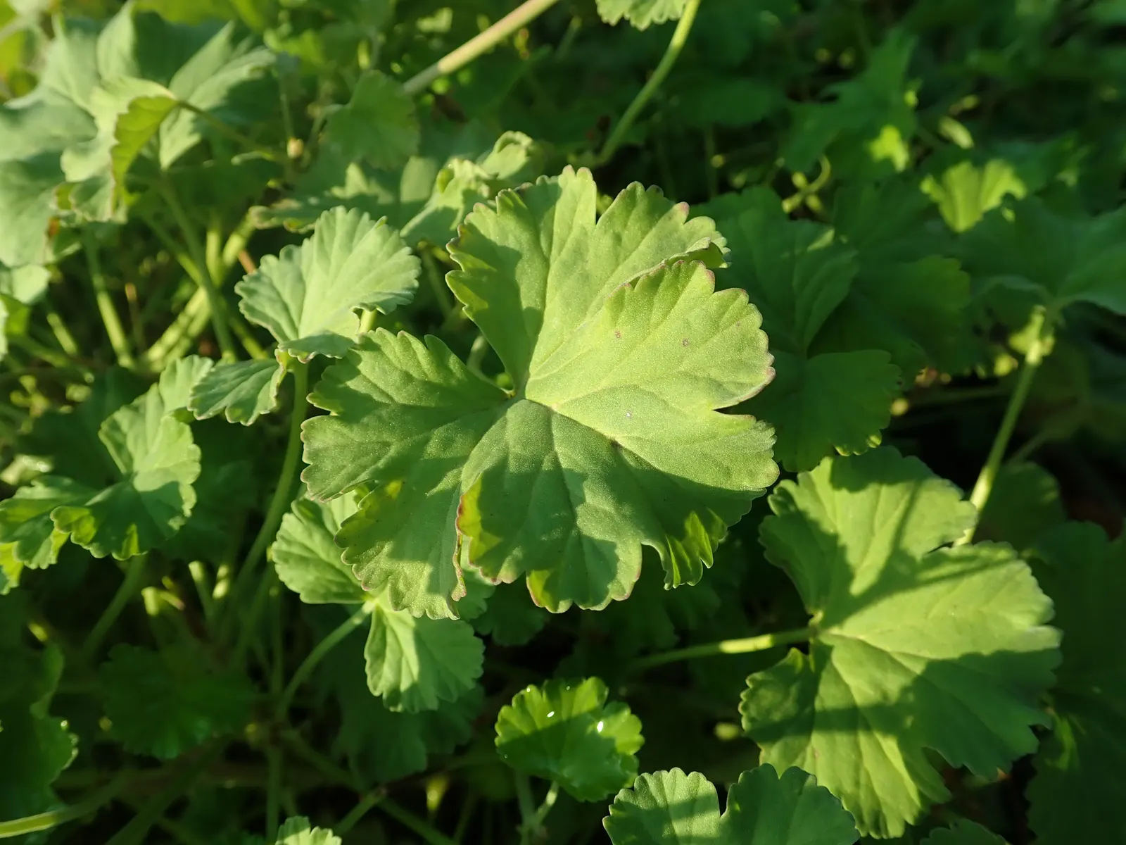 Nu&trade;eg Scented Geranium (Pelargonium Fragrans) — They require well-draining soil and moderate watering, ideal for containers or as a border plant