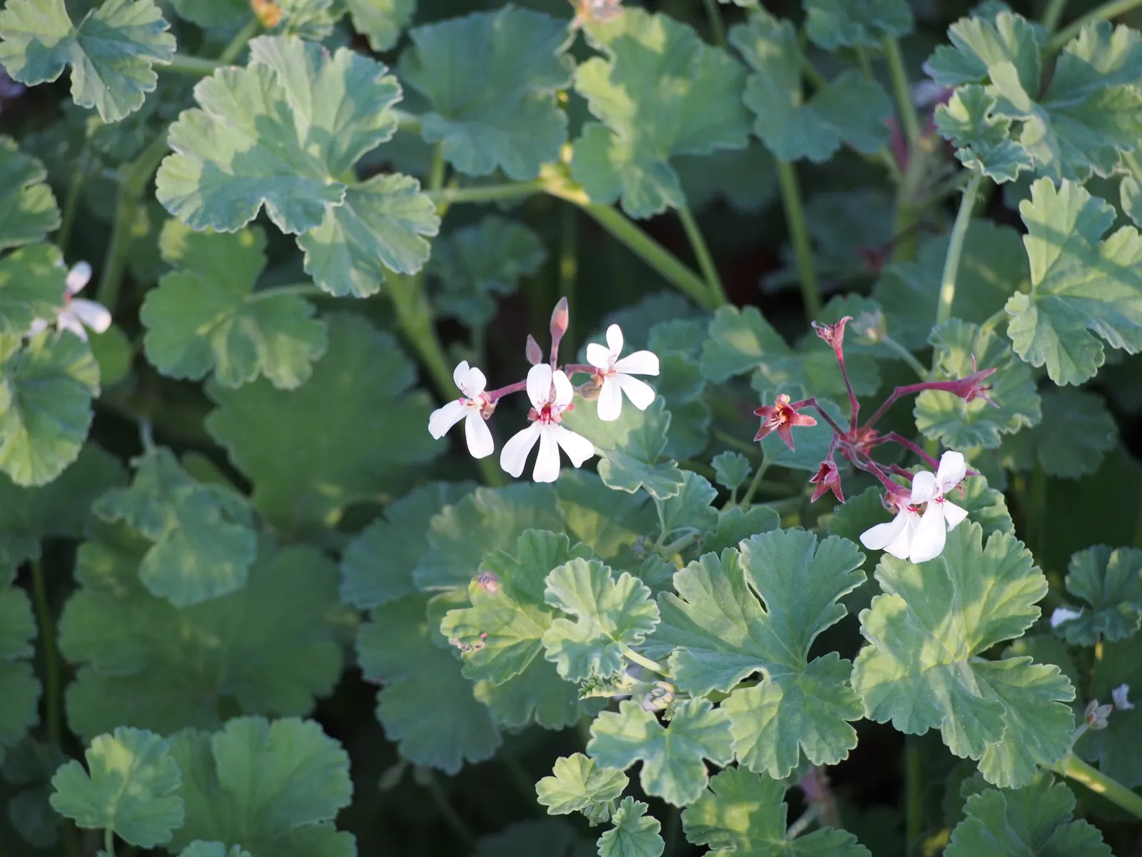 Nu&trade;eg Scented Geranium (Pelargonium Fragrans) — The Nu&trade;eg Scented Geranium (Pelargonium fragrans) is a fragrant perennial
