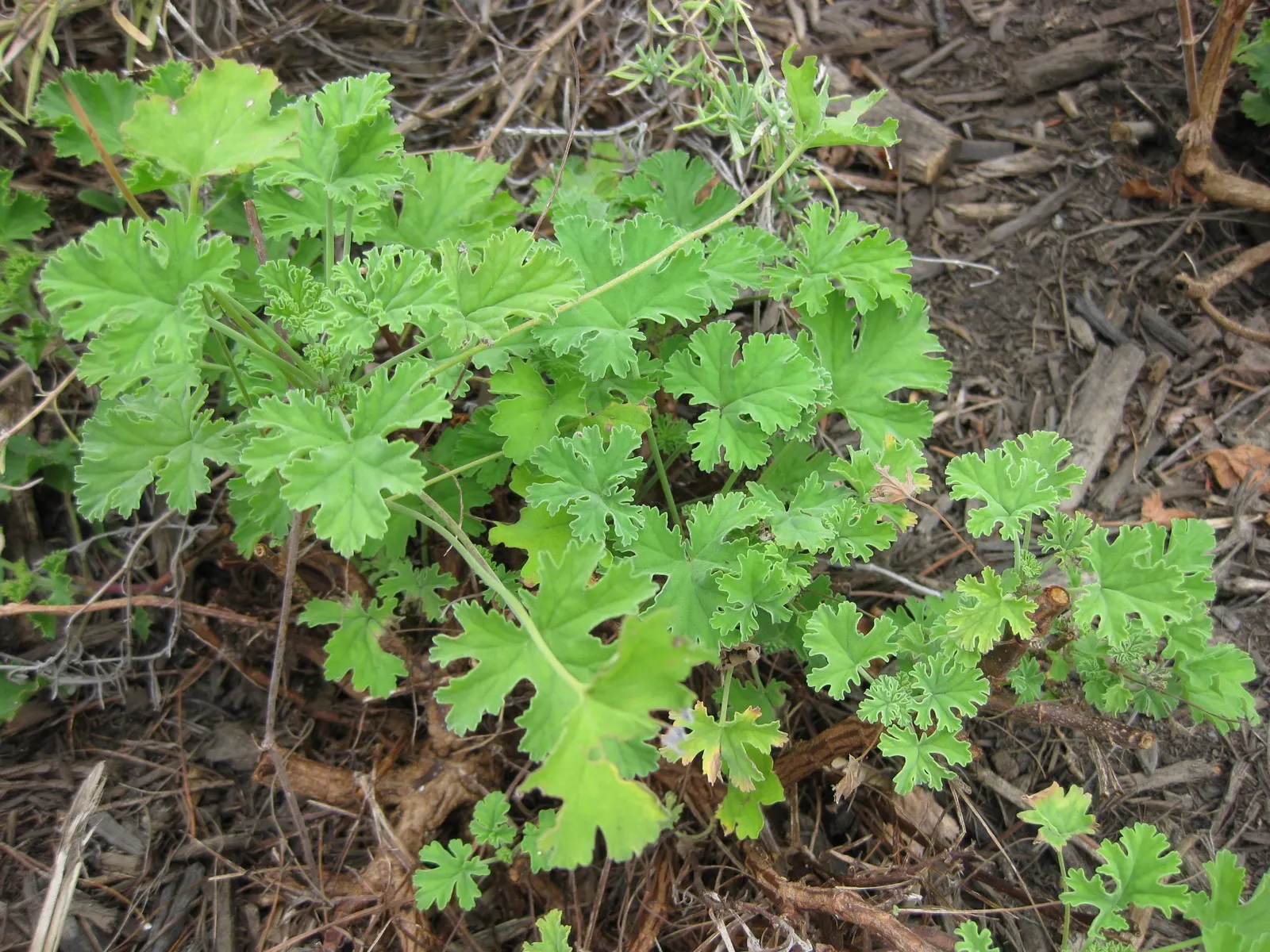 Nu&trade;eg Scented Geranium (Pelargonium Fragrans) — This plant thrives in USDA hardiness zones 10 through 11