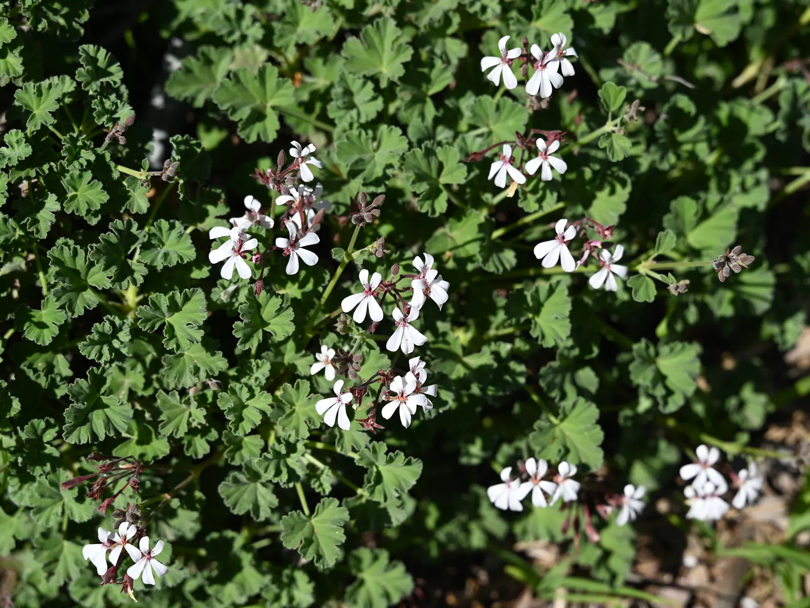 Nu&trade;eg Scented Geranium (Pelargonium Fragrans) — Suited for USDA zones 10-11