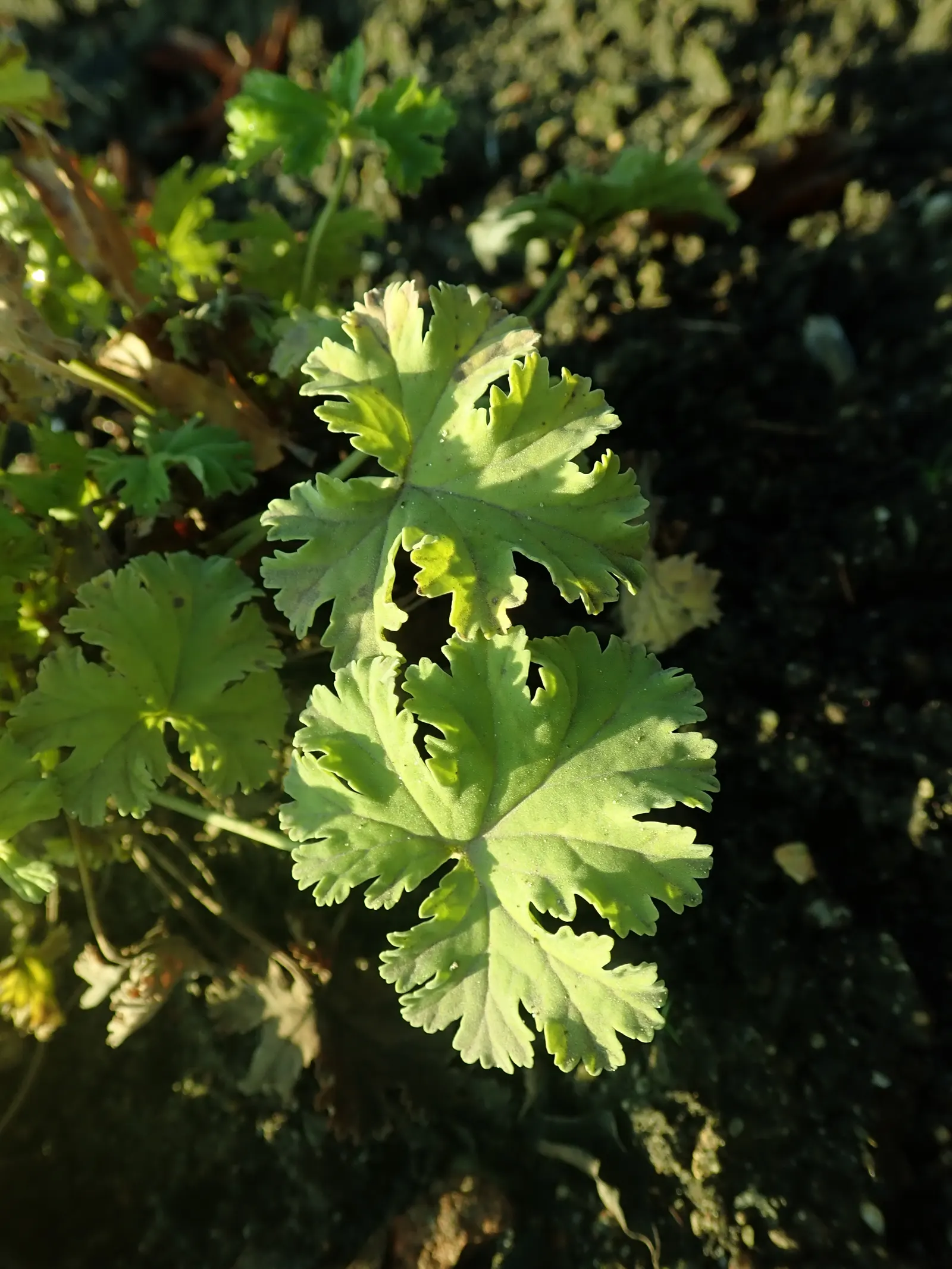 Nu&trade;eg Scented Geranium (Pelargonium Fragrans) — scientifically known as Pelargonium fragrans