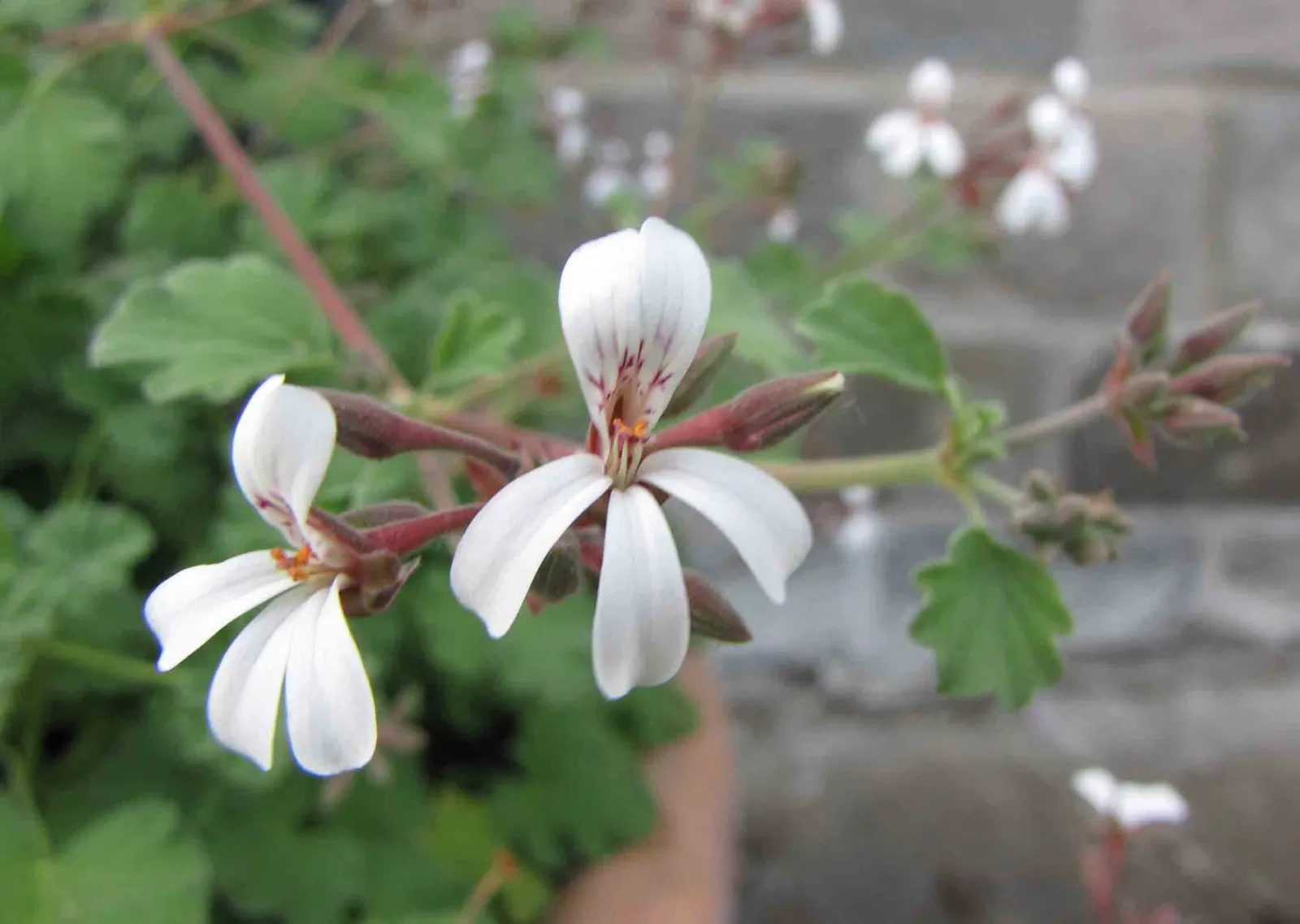 Nu&trade;eg Scented Geranium (Pelargonium Fragrans) — and slightly quilted leaves