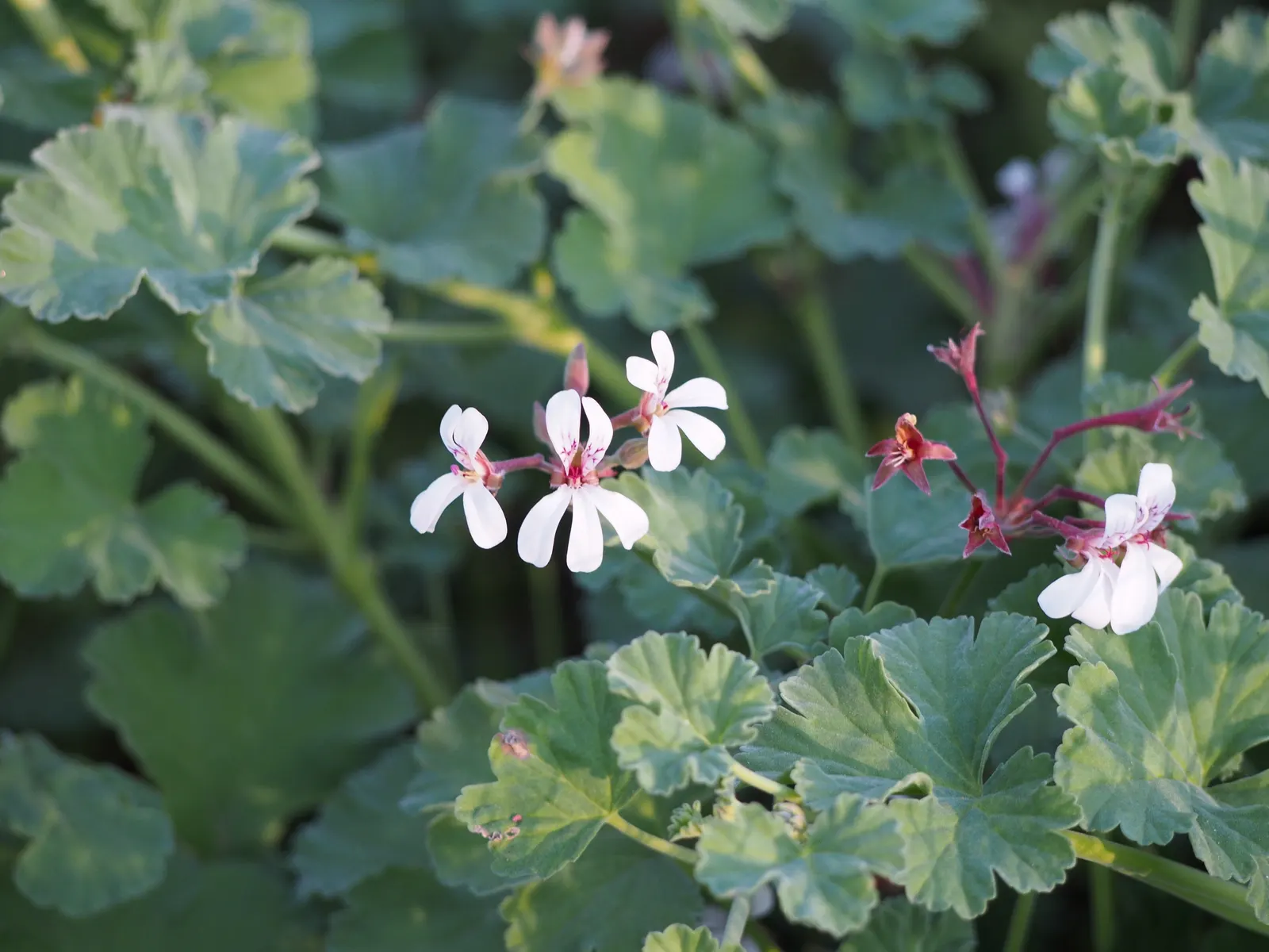 Nu&trade;eg Scented Geranium (Pelargonium Fragrans) — The Nutmeg Scented Geranium