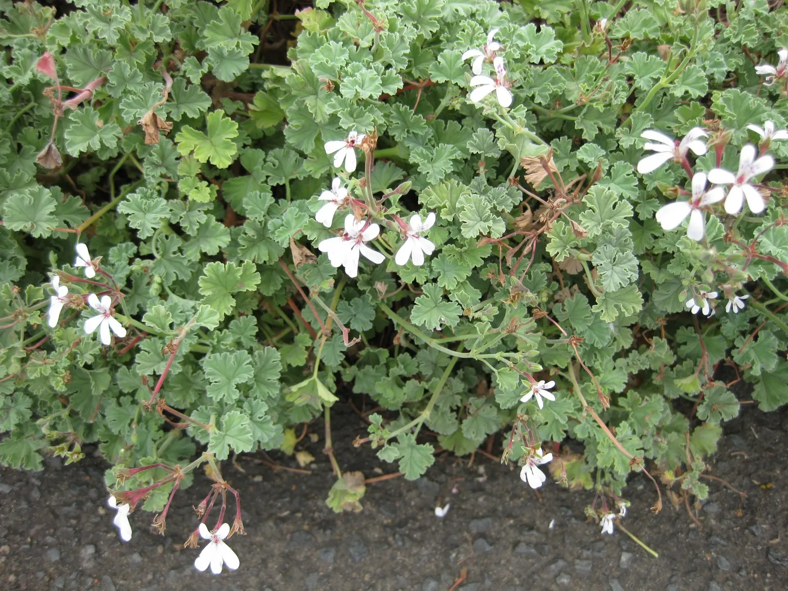Nu&trade;eg Scented Geranium (Pelargonium Fragrans) — the Pelargonium fragrans typically reaches a modest height and spread of approximately 12 to 18 inches