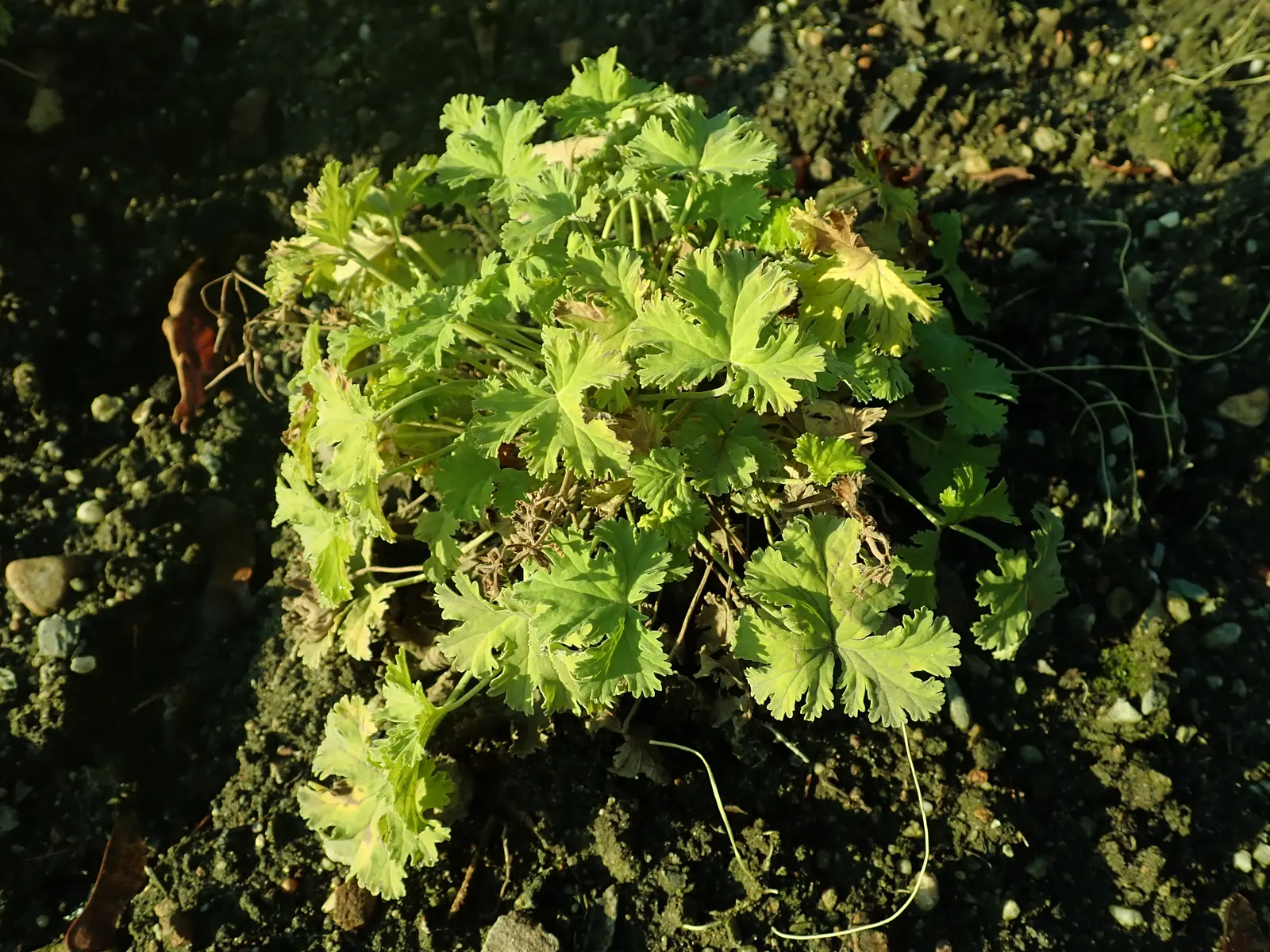 Nu&trade;eg Scented Geranium (Pelargonium Fragrans) — part of the Pelargonium genus