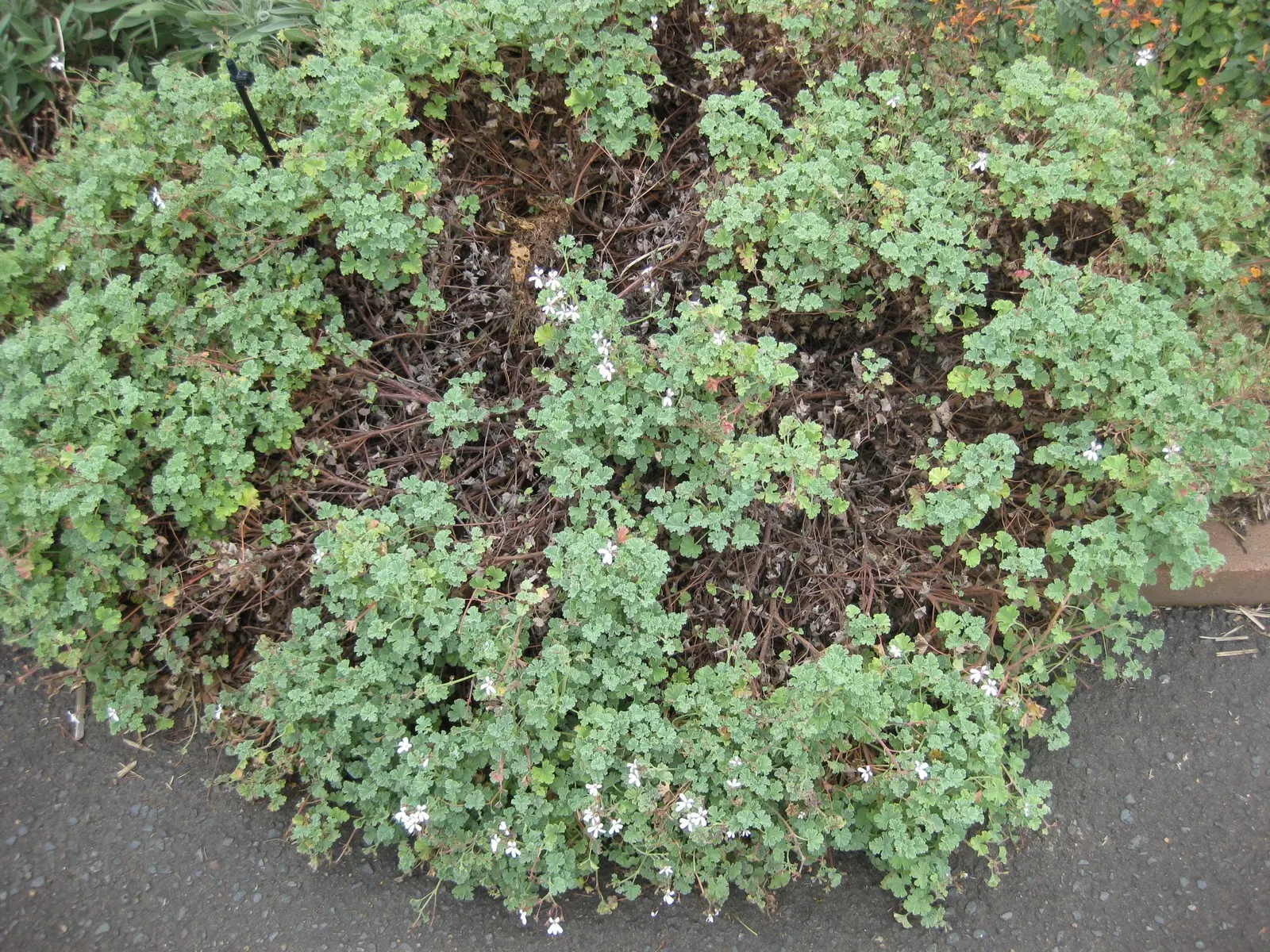 Nu&trade;eg Scented Geranium (Pelargonium Fragrans) — Due to its compact size and fragrant nature