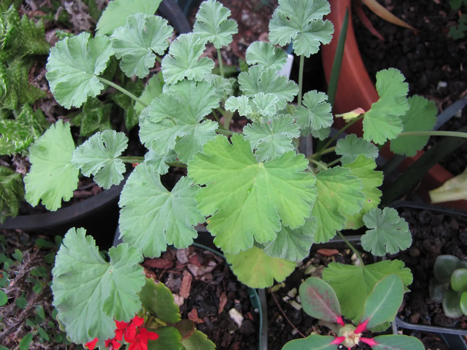 Nu&trade;eg Scented Geranium (Pelargonium Fragrans) — It features small, rounded leaves with a soft, velvety texture and produces delicate white flowers