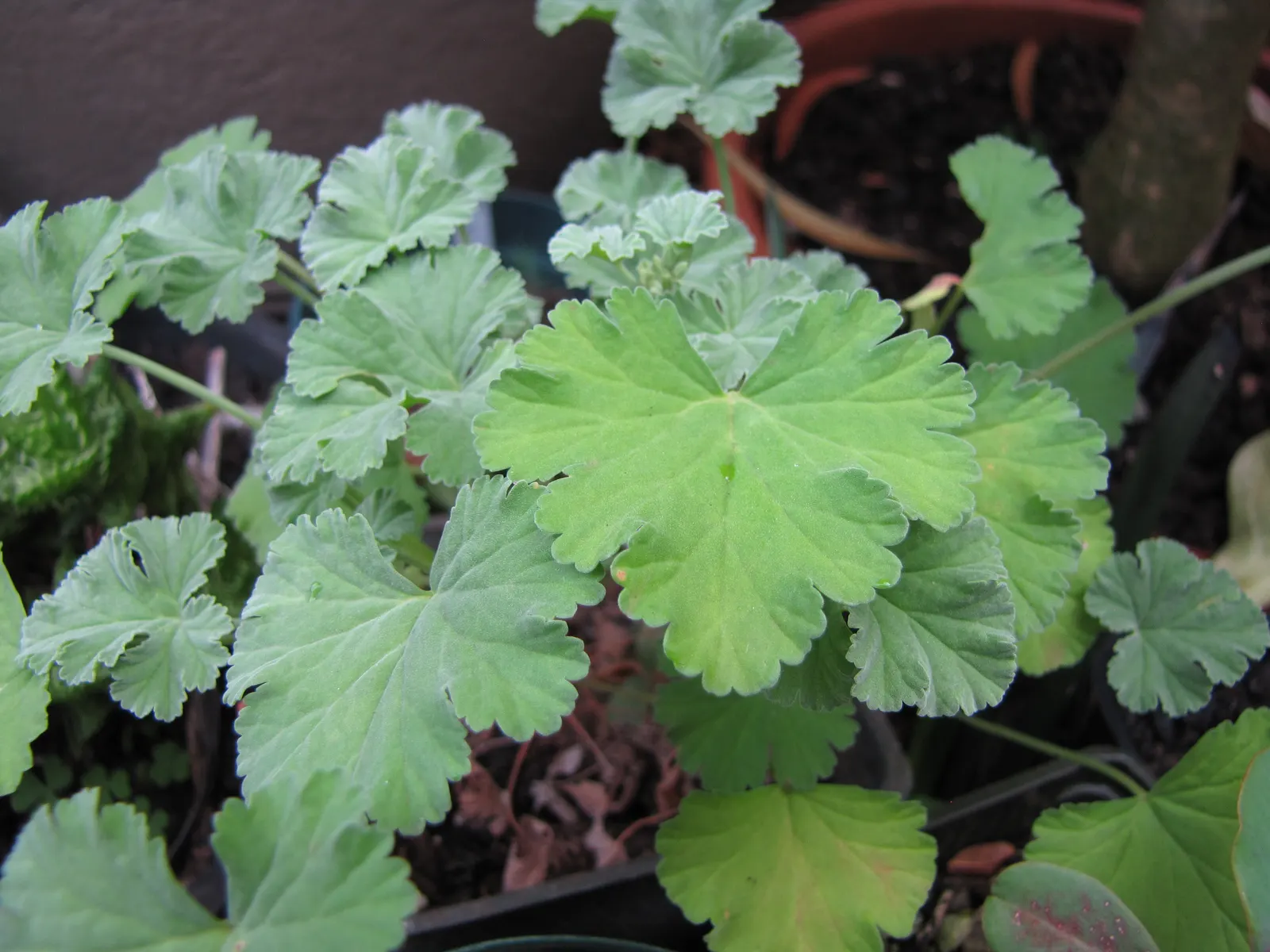 Nu&trade;eg Scented Geranium (Pelargonium Fragrans) — appreciated for its sweet nu&trade;eg scent