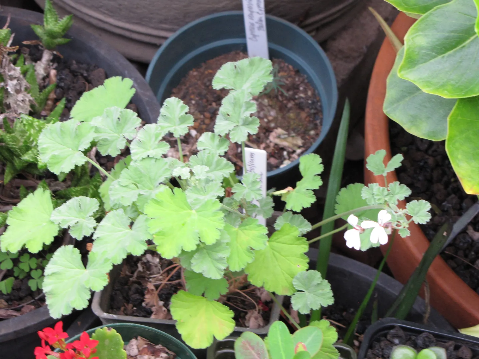 Nu&trade;eg Scented Geranium (Pelargonium Fragrans) — providing a continuous interplay of textures and scents