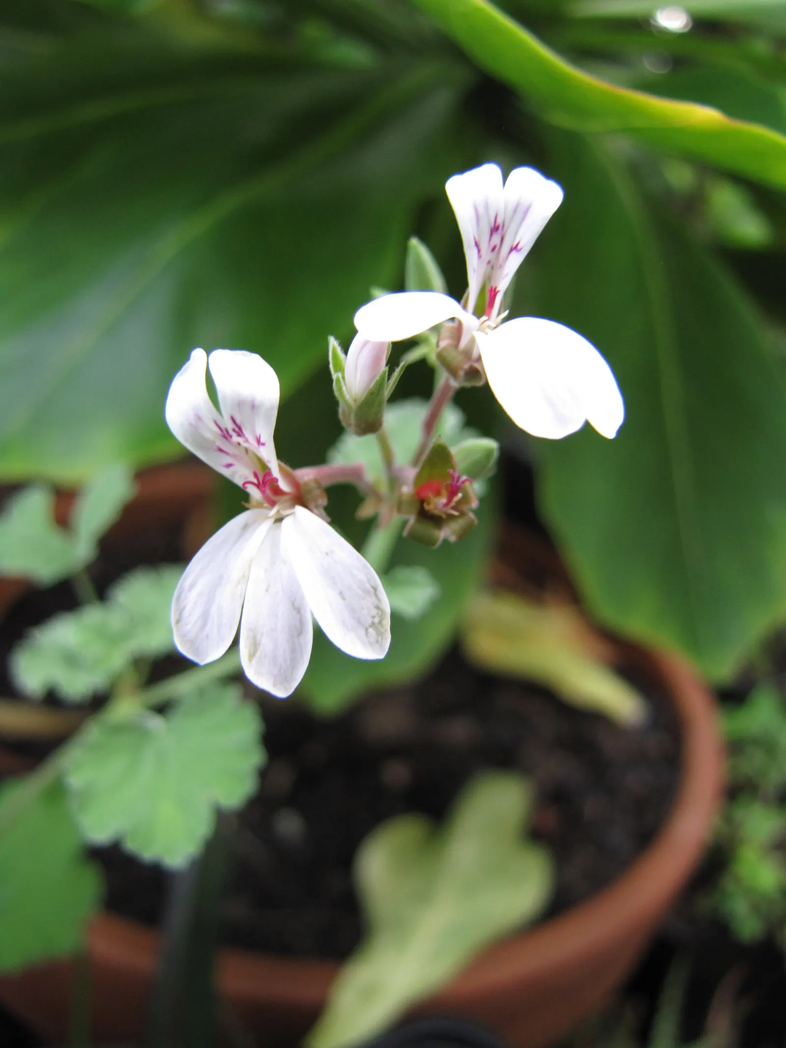 Nu&trade;eg Scented Geranium (Pelargonium Fragrans) — it requires only moderate watering