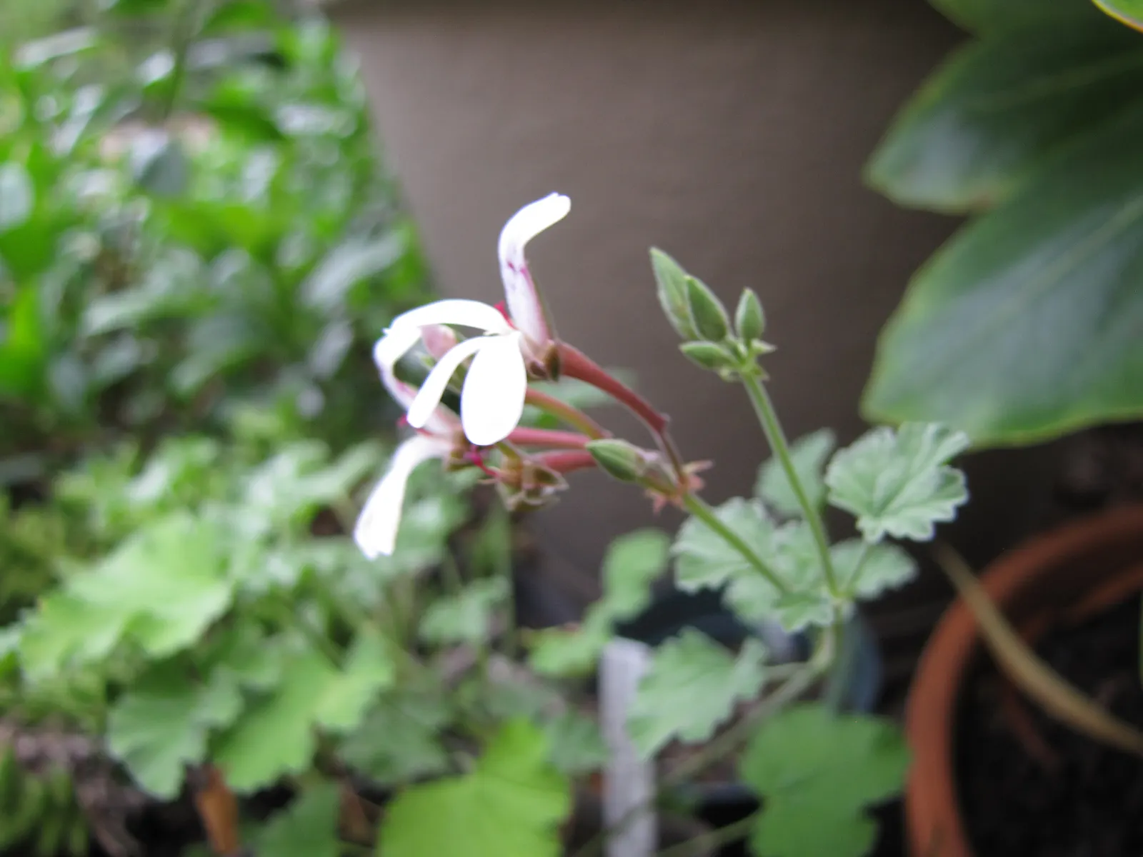 Nu&trade;eg Scented Geranium (Pelargonium Fragrans) — it harmonizes well with other sensory plants