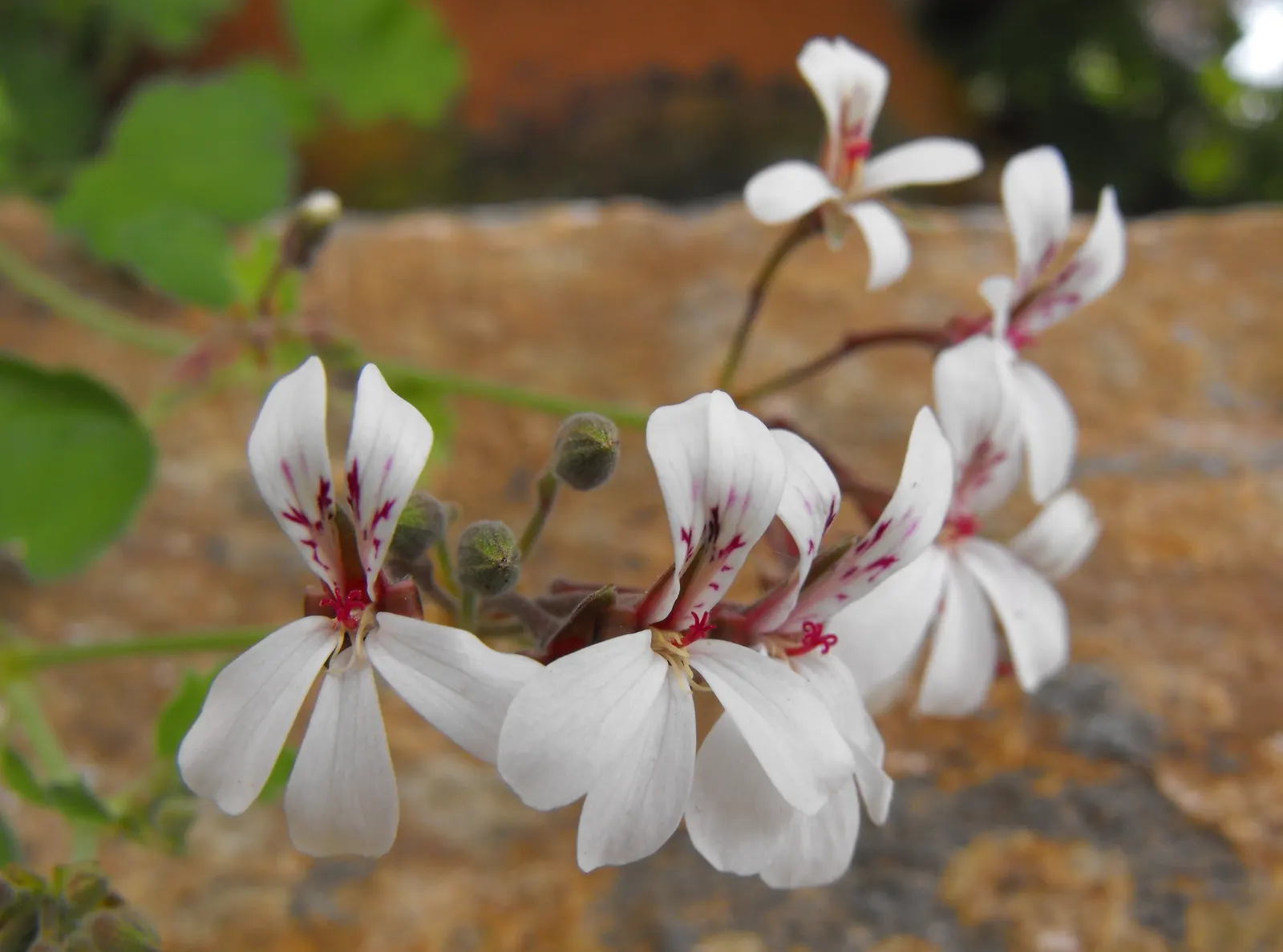 Nu&trade;eg Scented Geranium (Pelargonium Fragrans) — expect this geranium to bloom with clusters of tiny white flowers that further enhance its charm