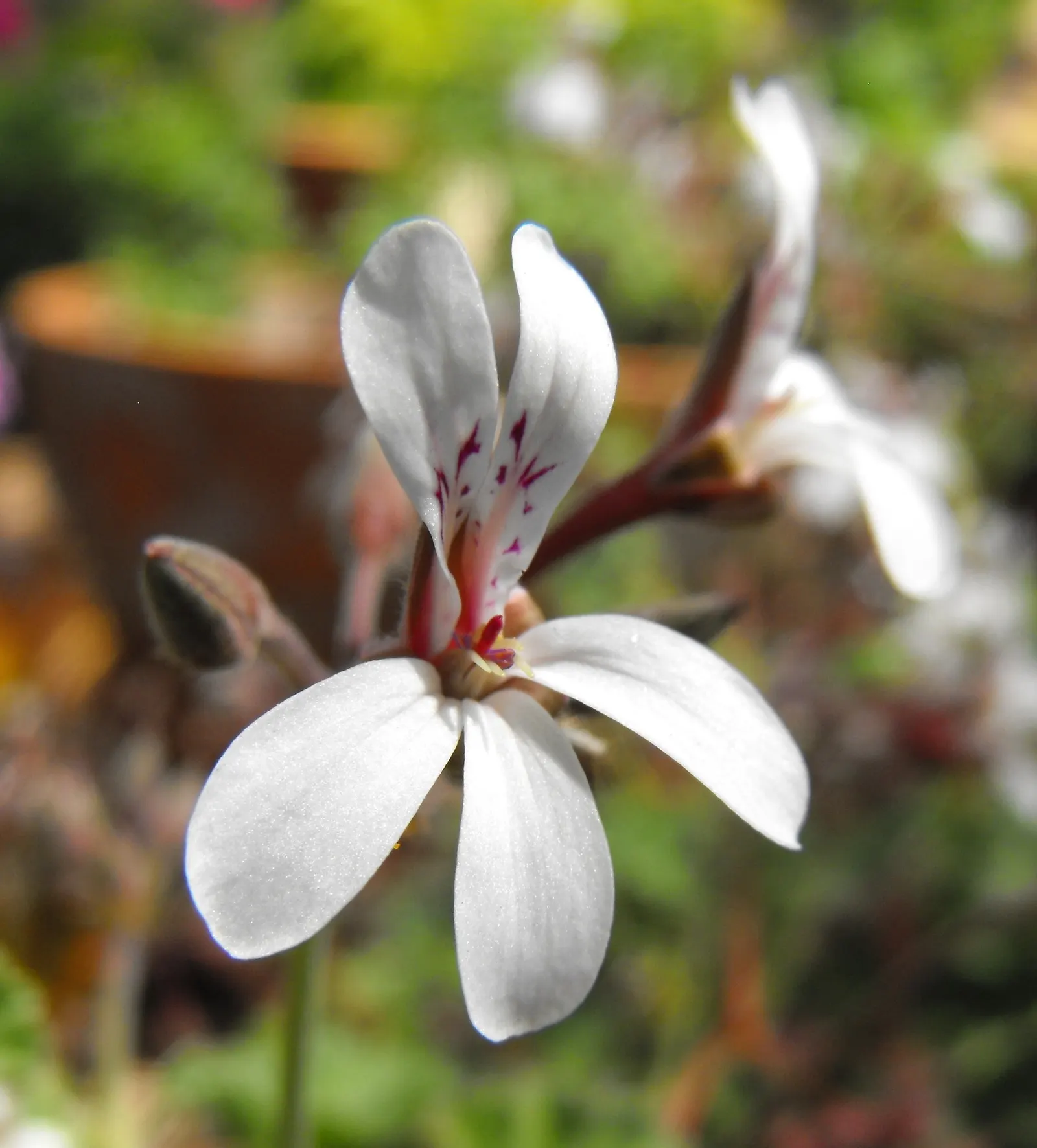 Nu&trade;eg Scented Geranium (Pelargonium Fragrans) — making it an ideal choice for borders