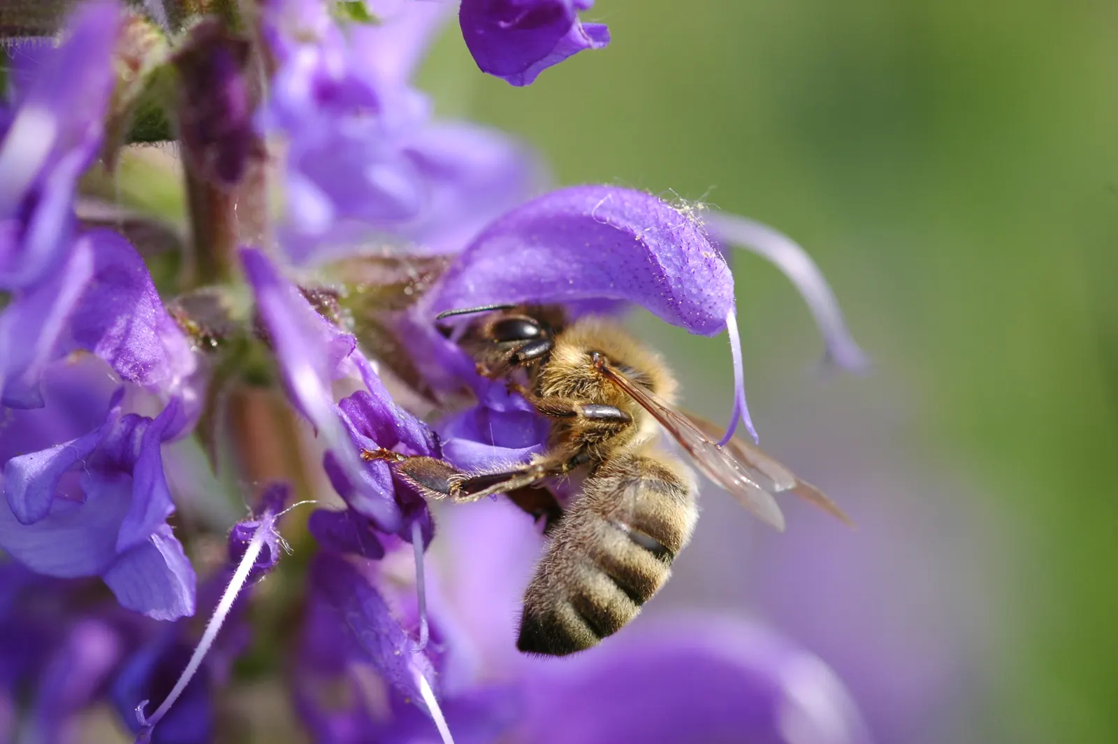 Black Or Honey Sage (Salvia Mellifera) — provide ample space for its spread; salvia mellifera prefers full sun exposure and well-drained soils
