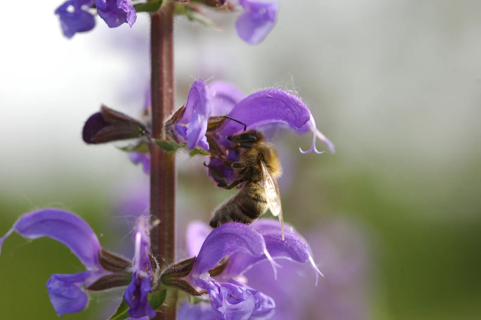 Black Or Honey Sage (Salvia Mellifera) — lance-shaped leaves that exude a distinct aromatic fragrance when crushed or brushed against; it is notably