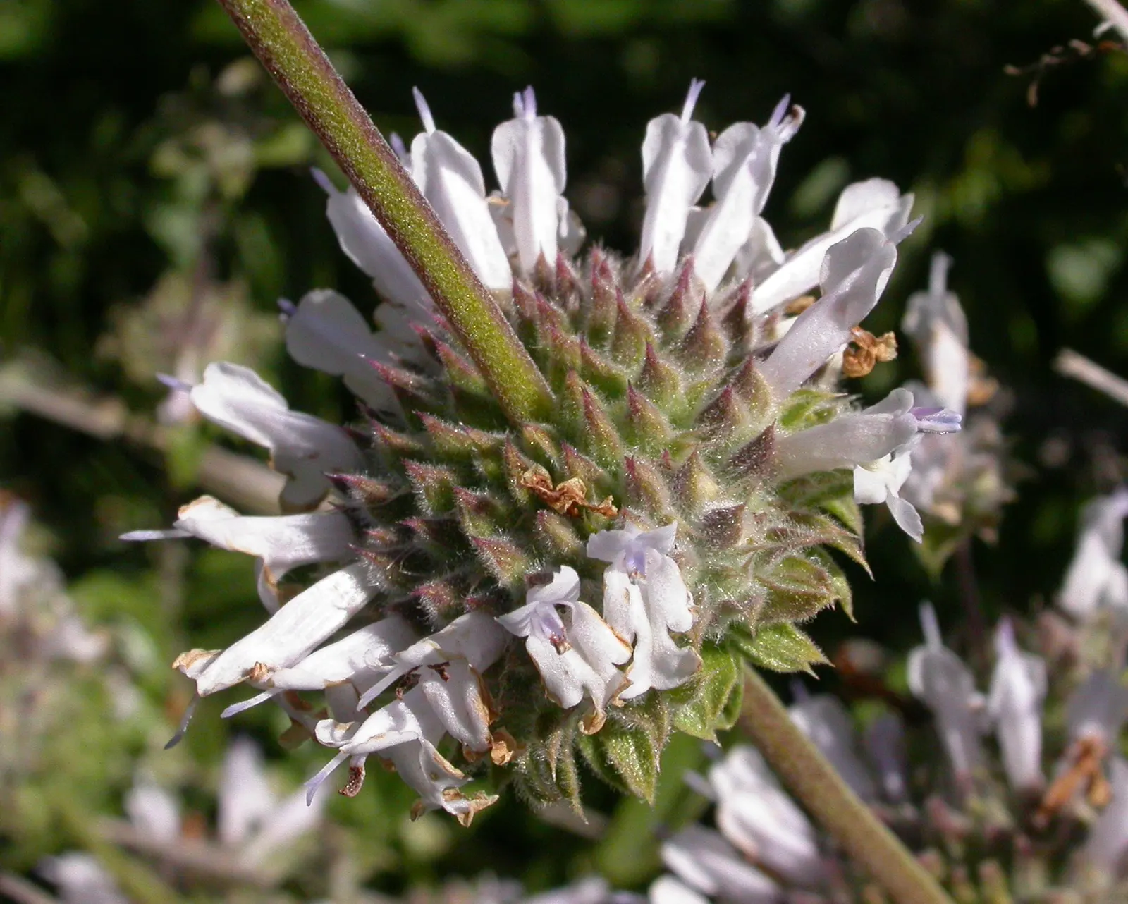 Black Or Honey Sage (Salvia Mellifera) — The leaves exhibit a dark green hue which can become tinged with a purplish-black in drought conditions; it typically