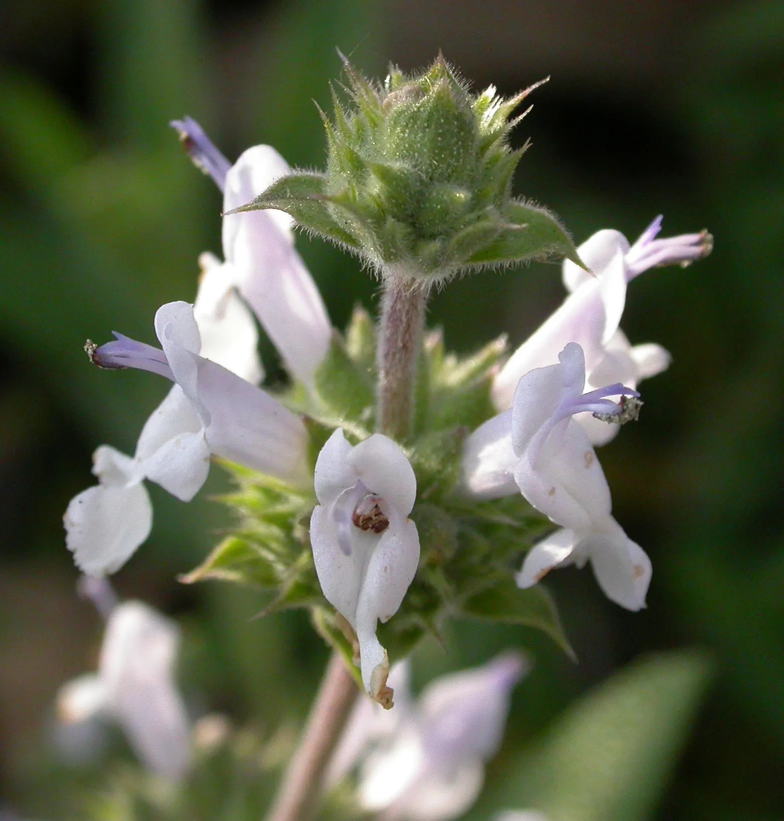 Black Or Honey Sage (Salvia Mellifera) — blue and white flowers in the garden